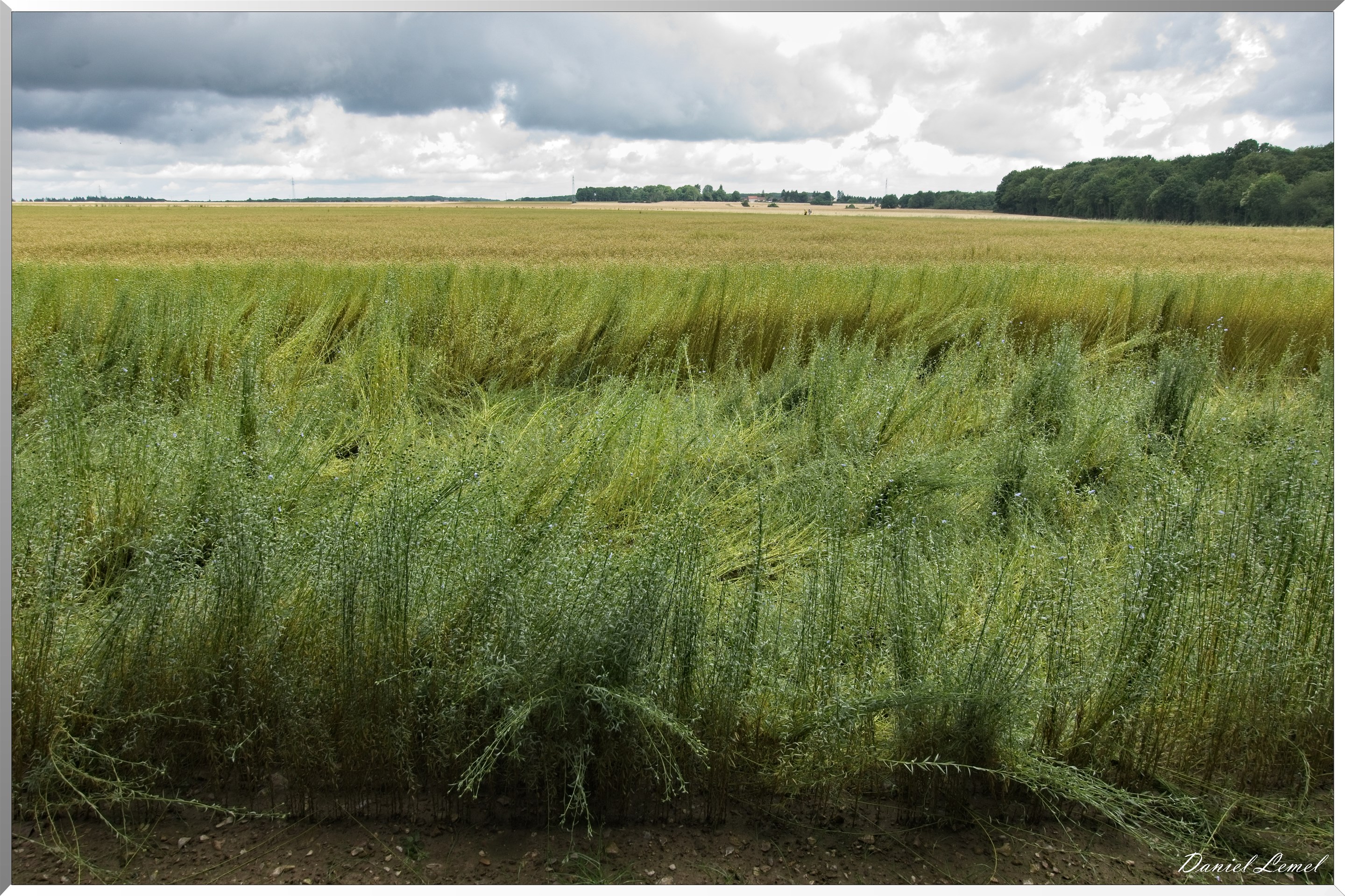 Ste Geneviève lès Gasny