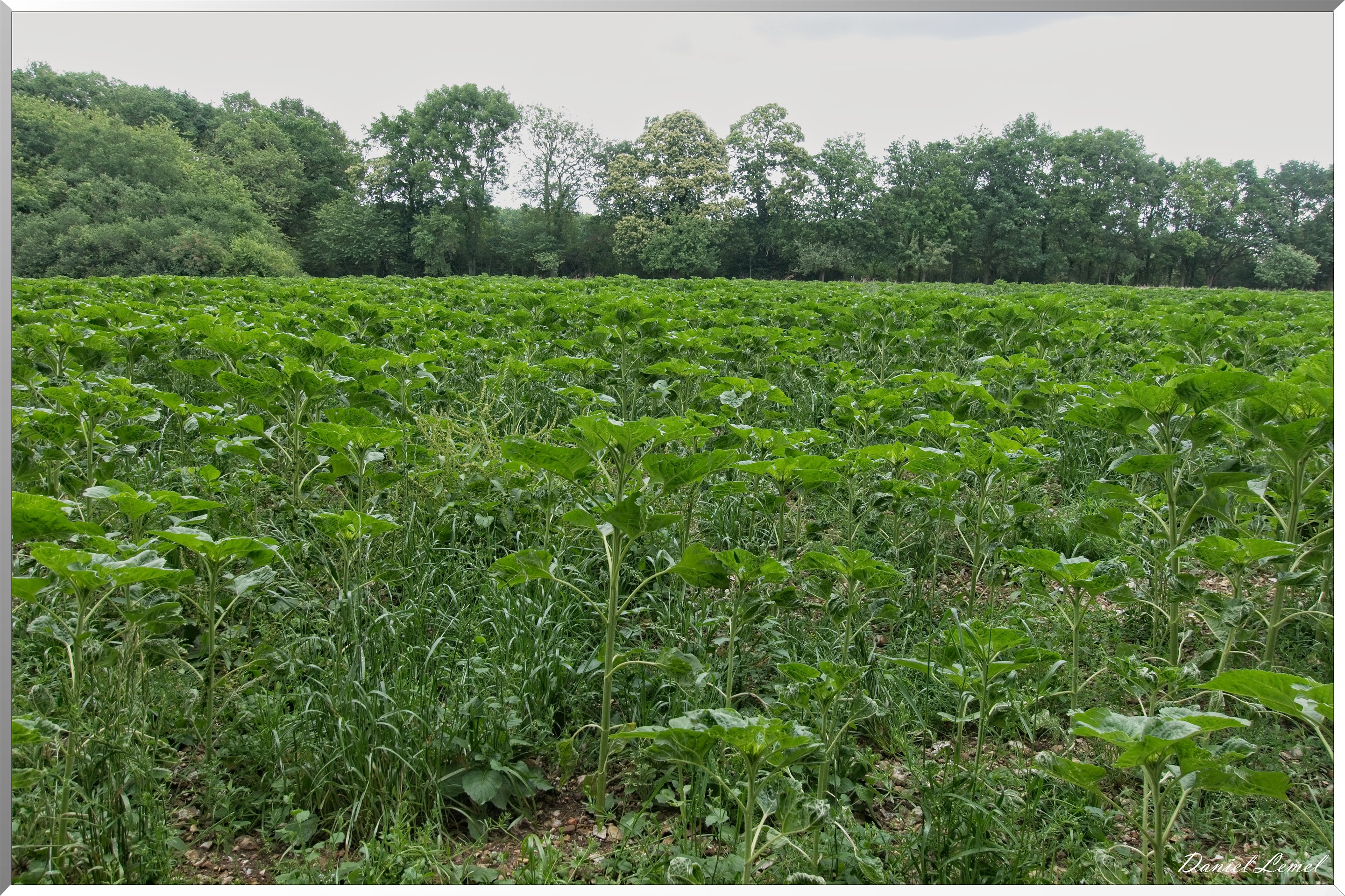 Ste Geneviève lès Gasny