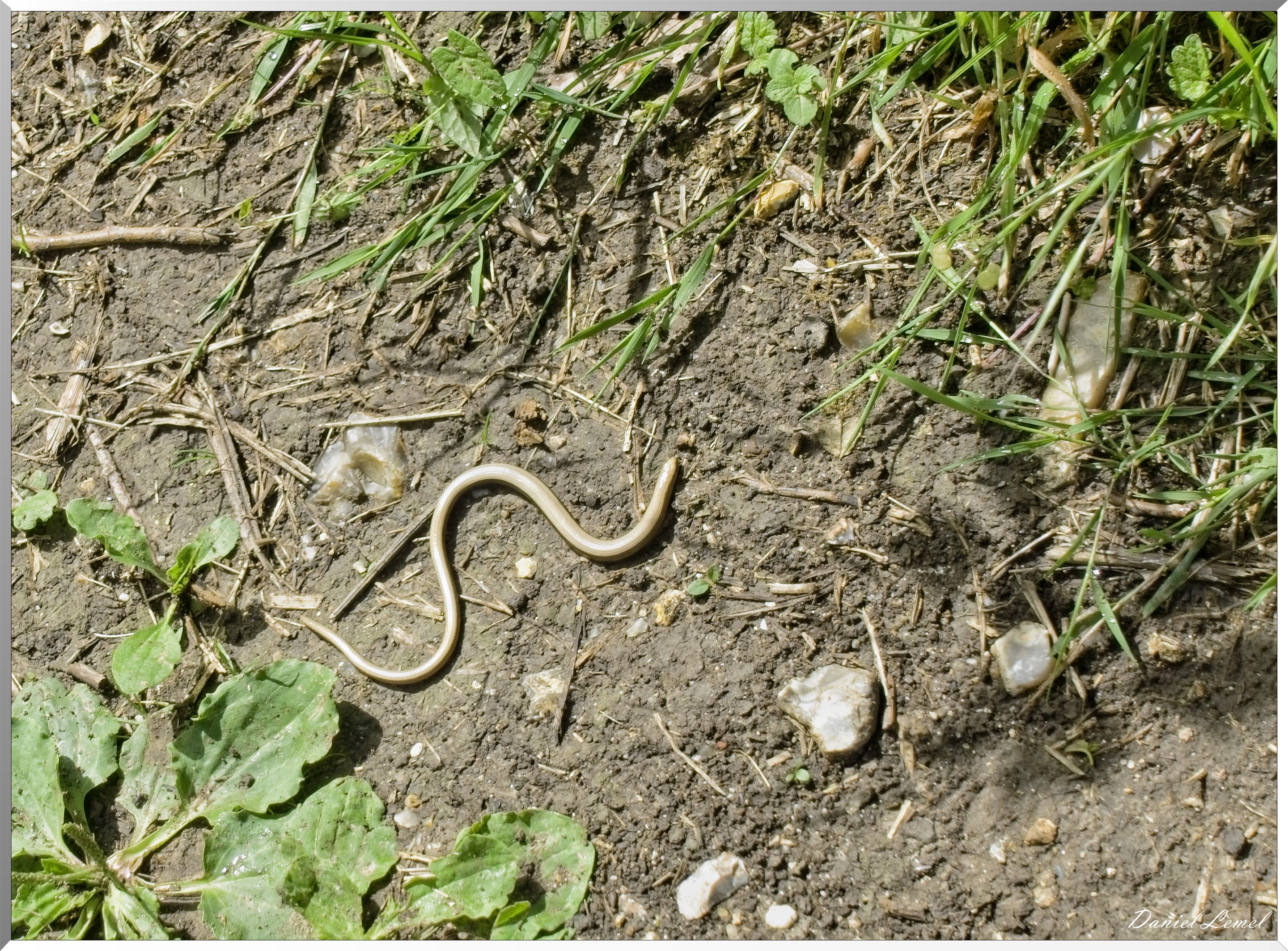 Ste Geneviève lès Gasny