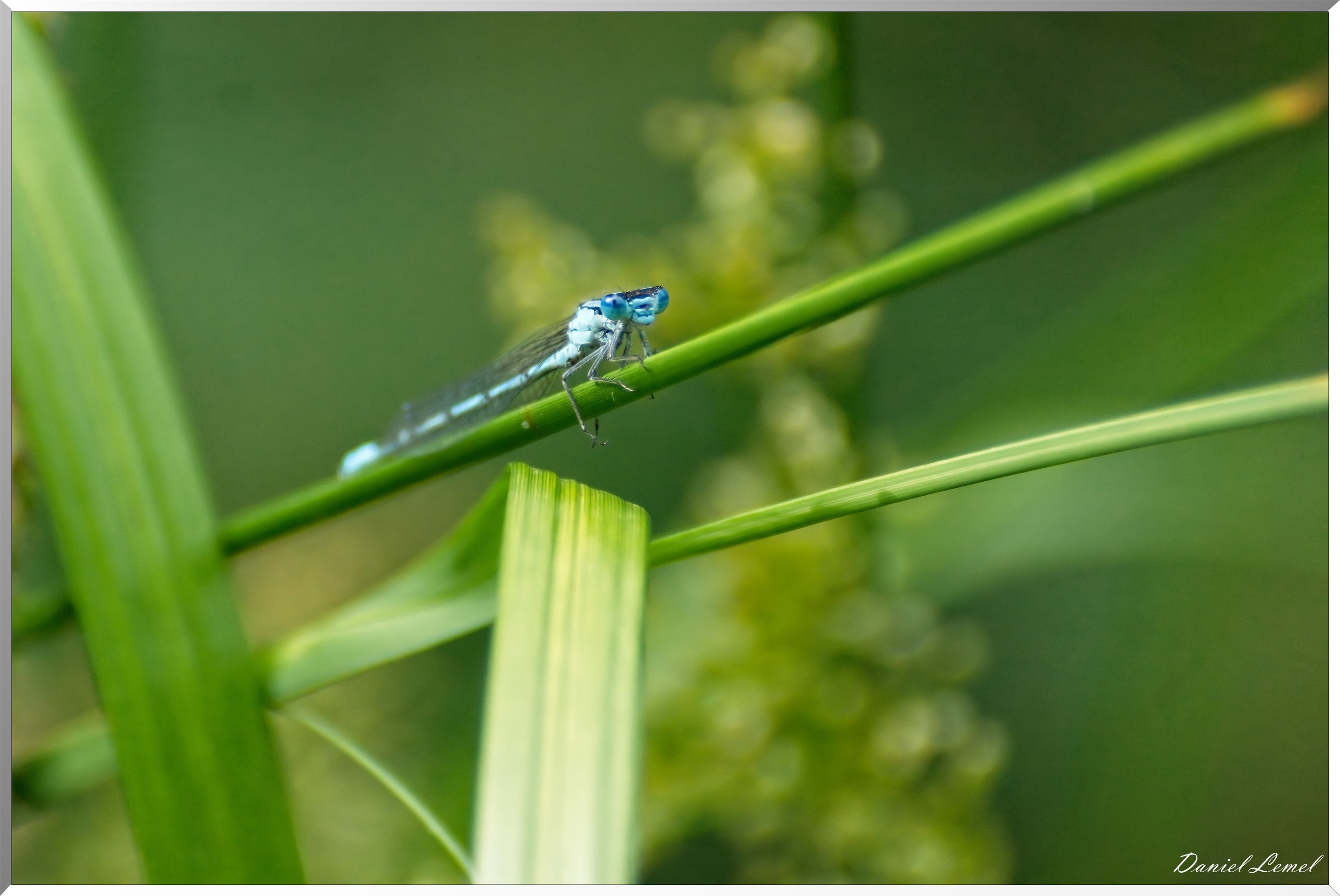 Domaine royal de Marly-Le-Roi