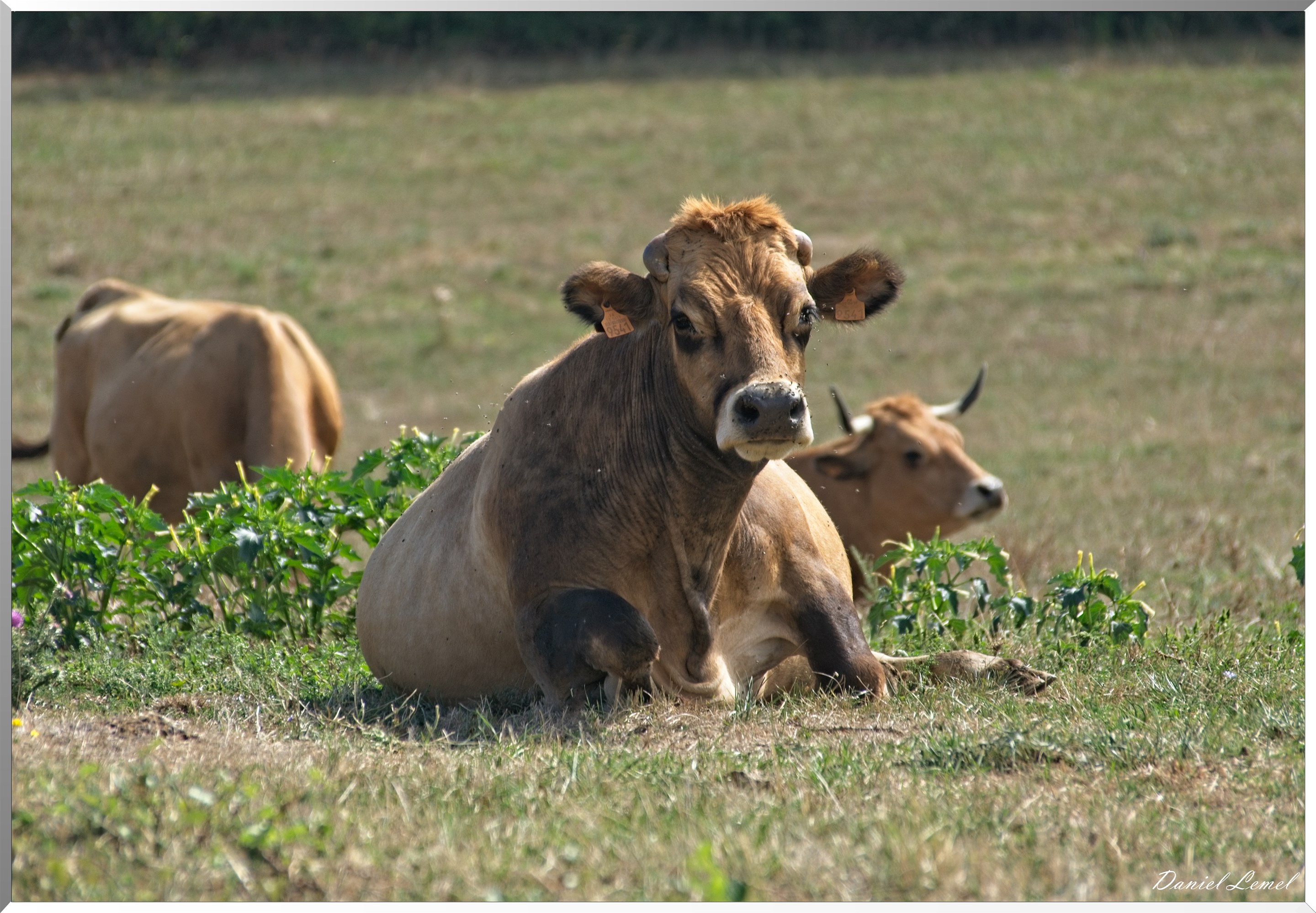 Cornuéjouls - Buzeins