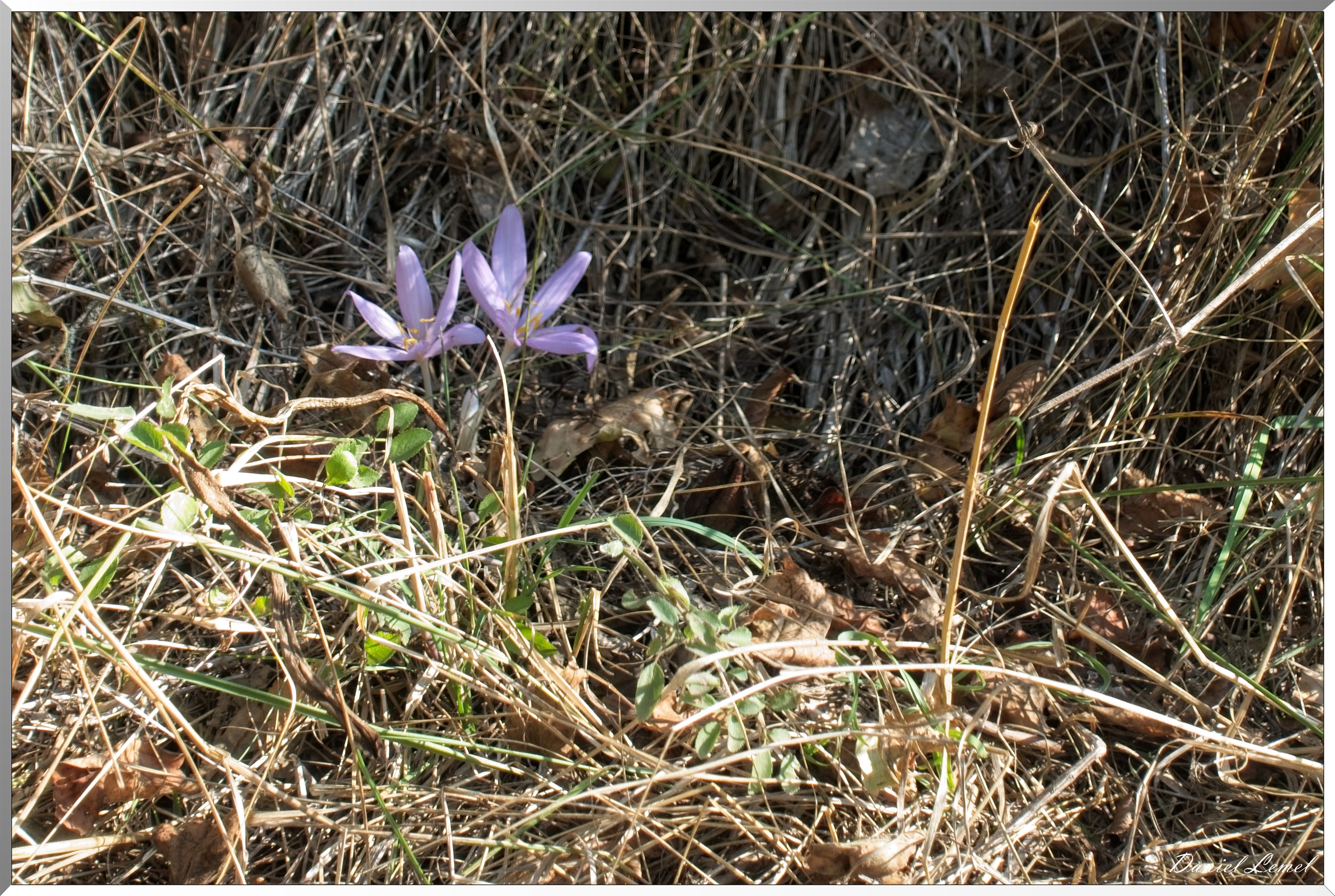 Cornuéjouls - Buzeins