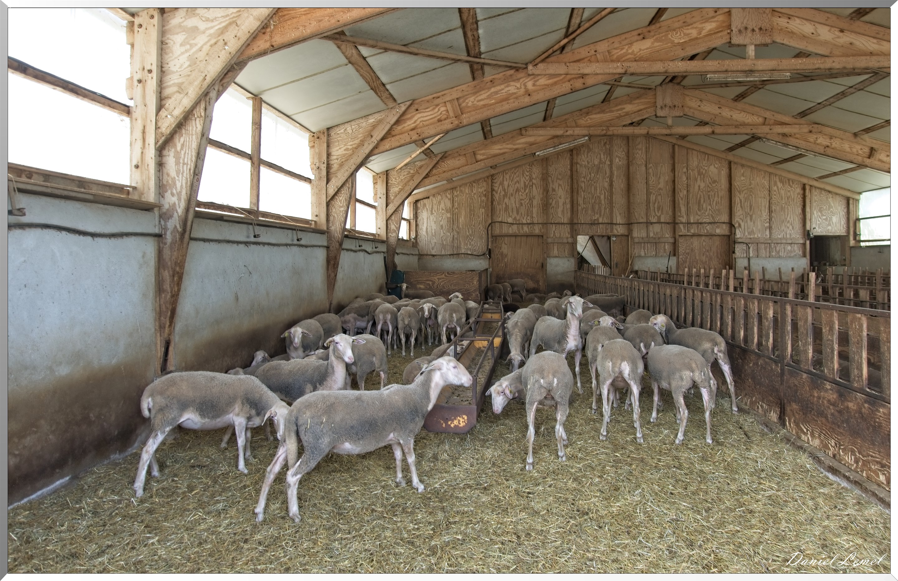 Cornuéjouls - Buzeins