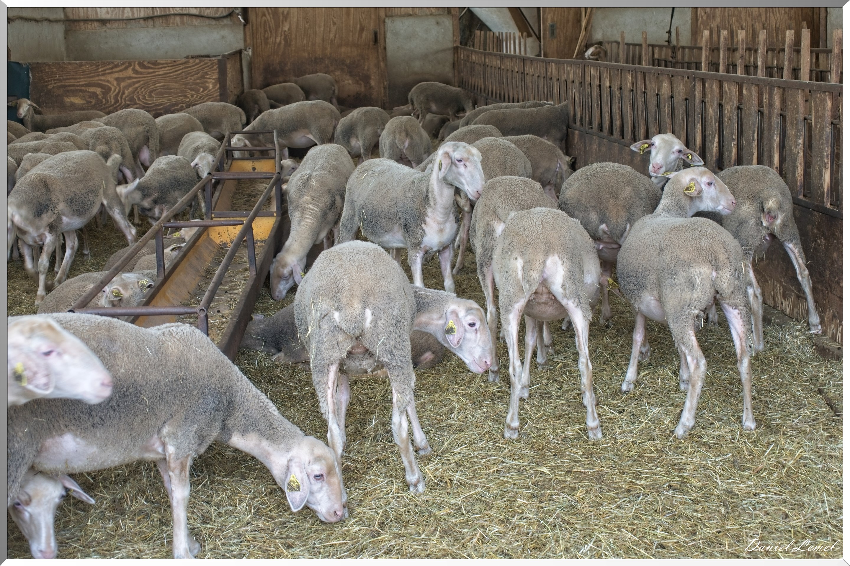 Cornuéjouls - Buzeins