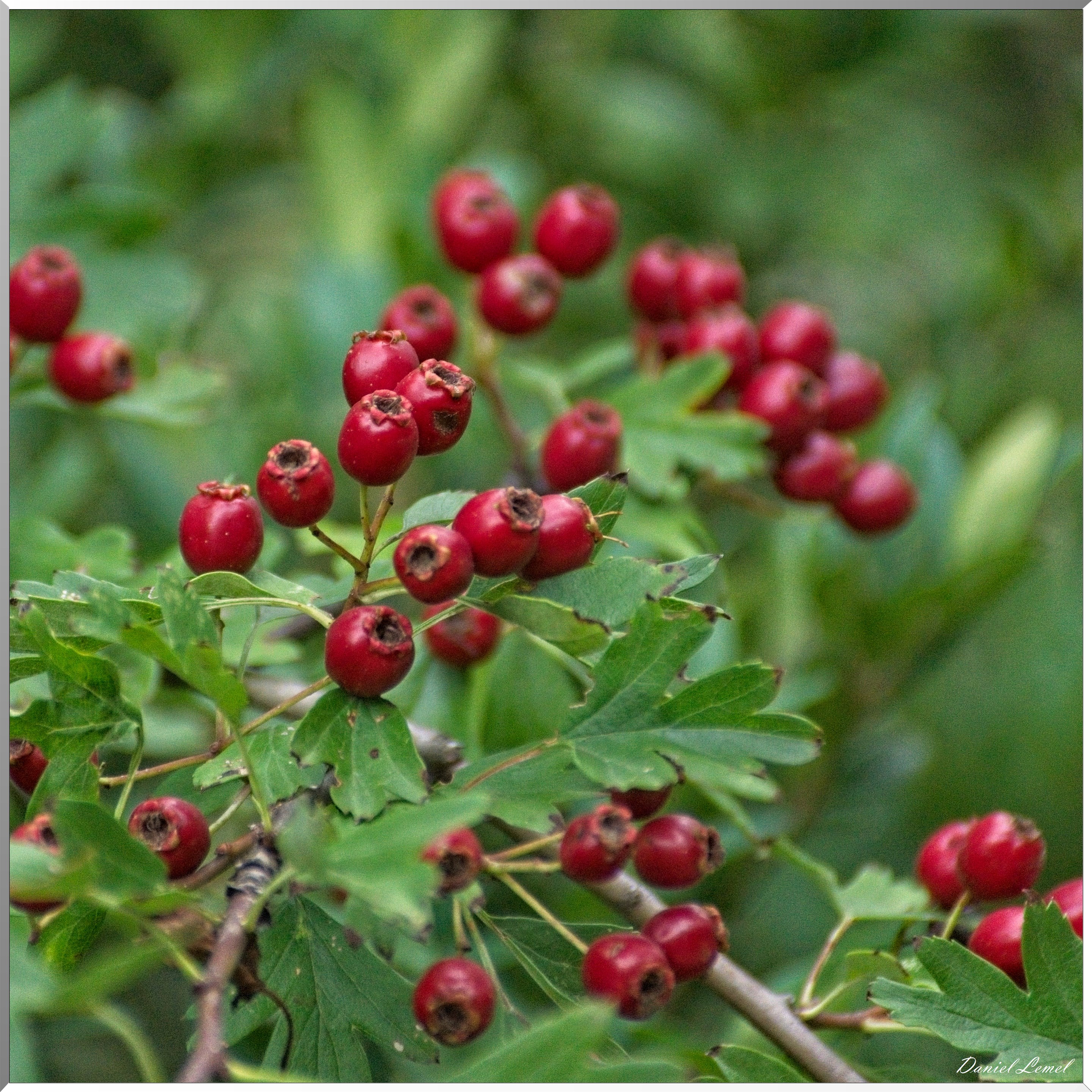 Le Gauzinès en Lozère