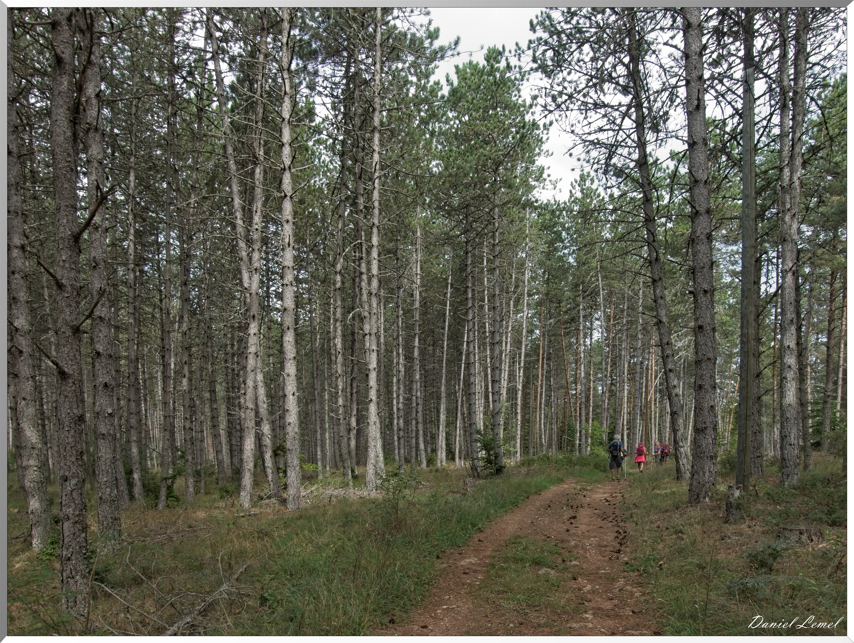 Le Gauzinès en Lozère