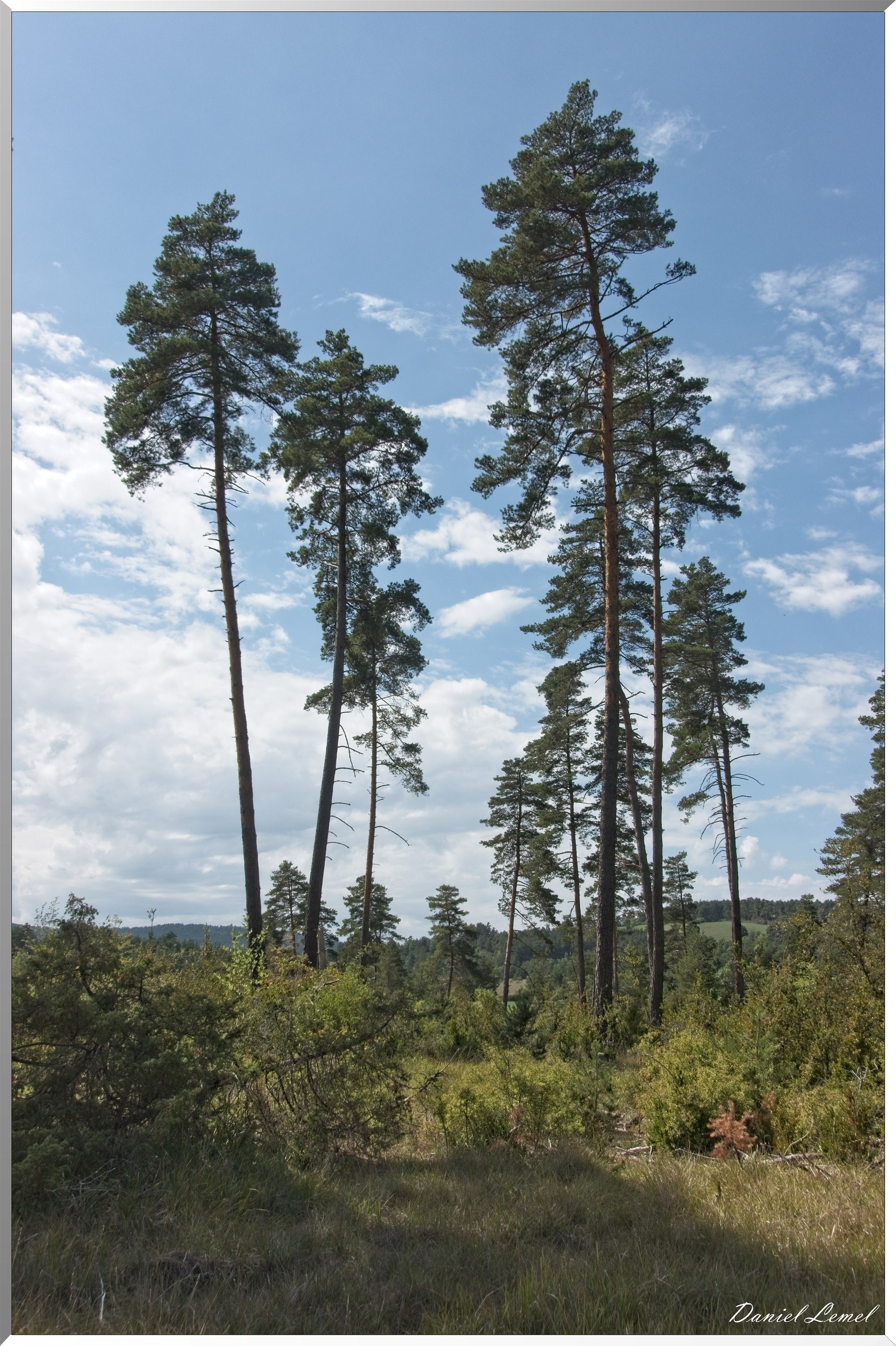 Le Gauzinès en Lozère