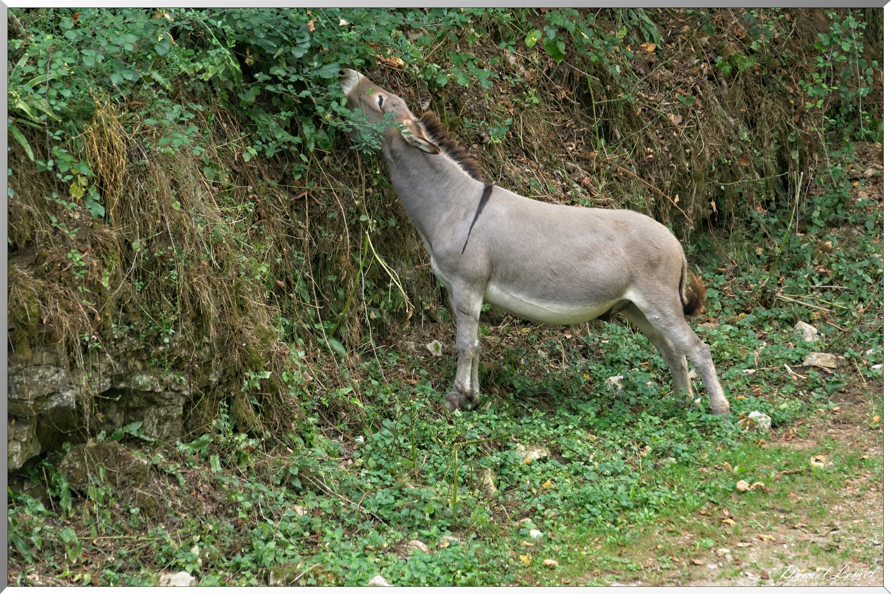 Le Canyon de Bozouls