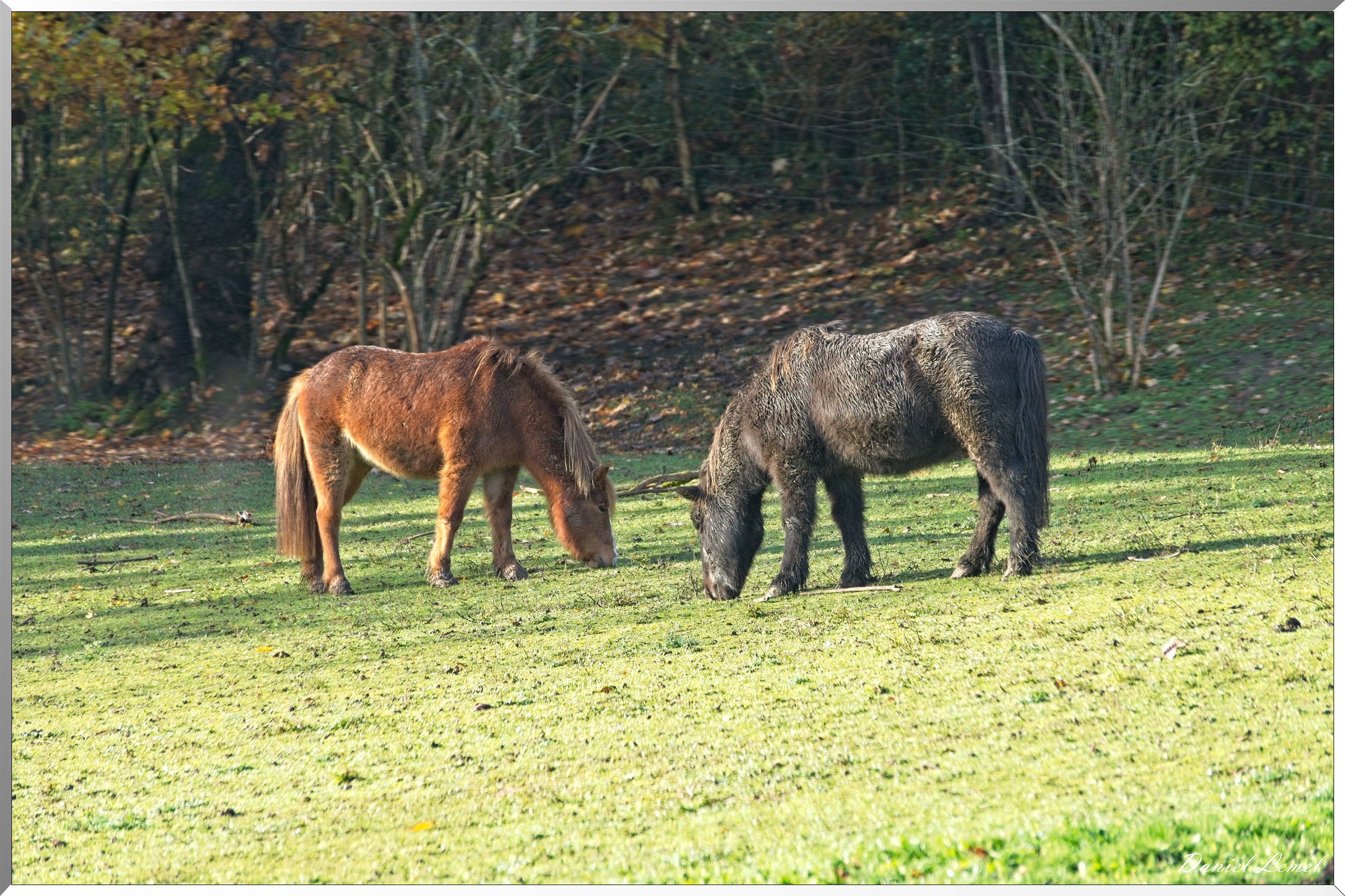 Saint-Pierre-de-Bailleul