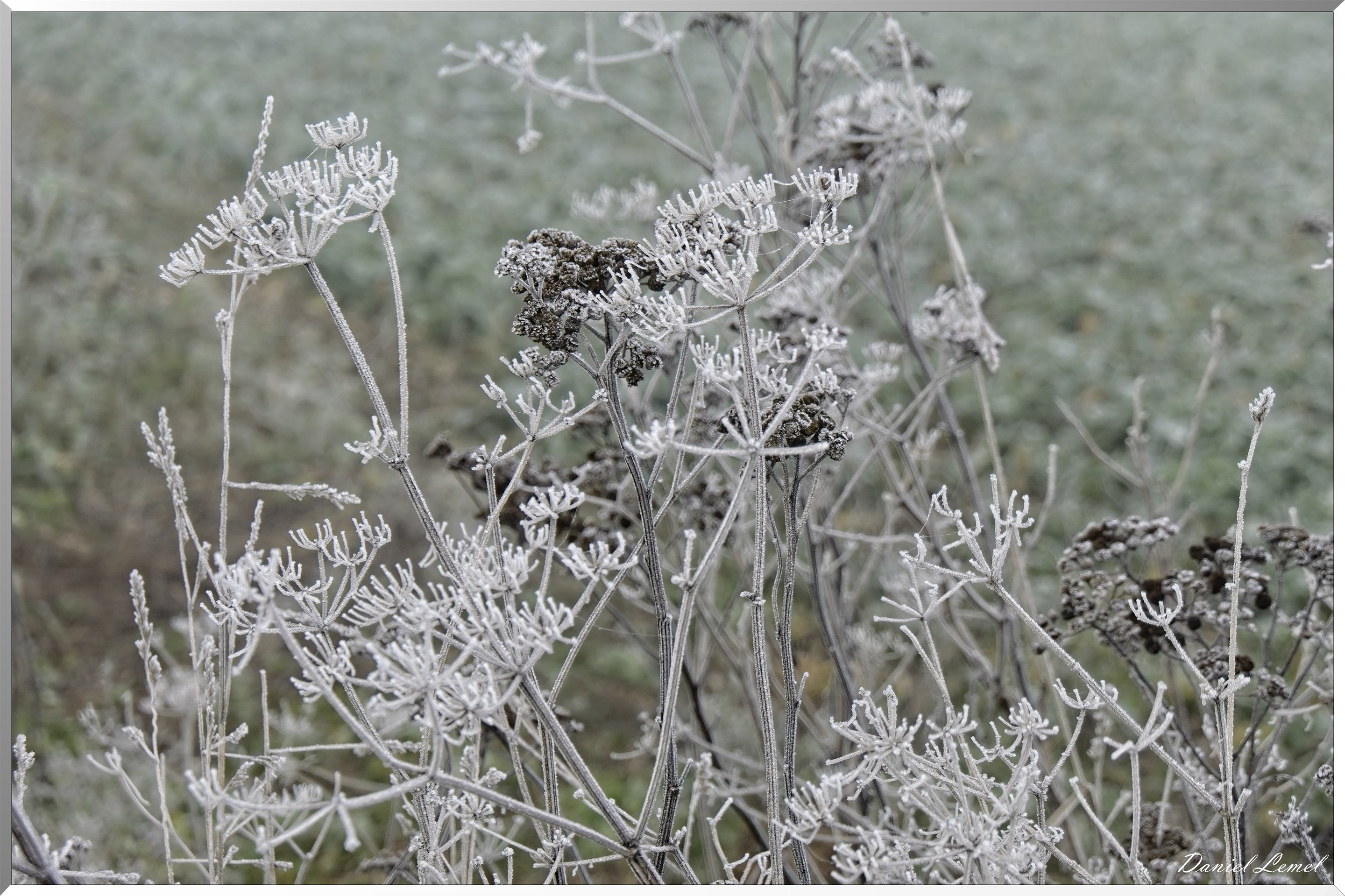 Pressagny l'orgueilleux