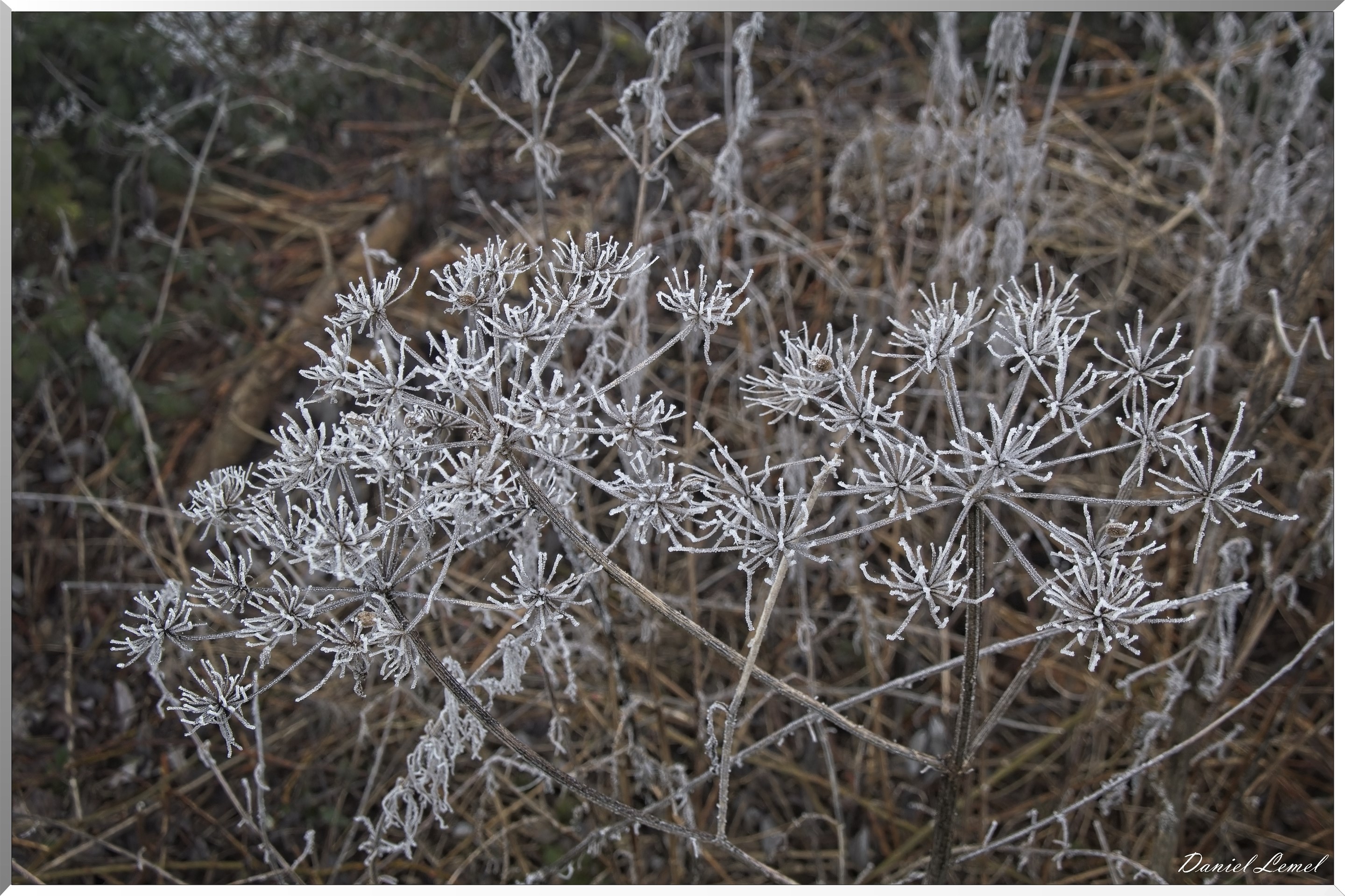 Pressagny l'orgueilleux