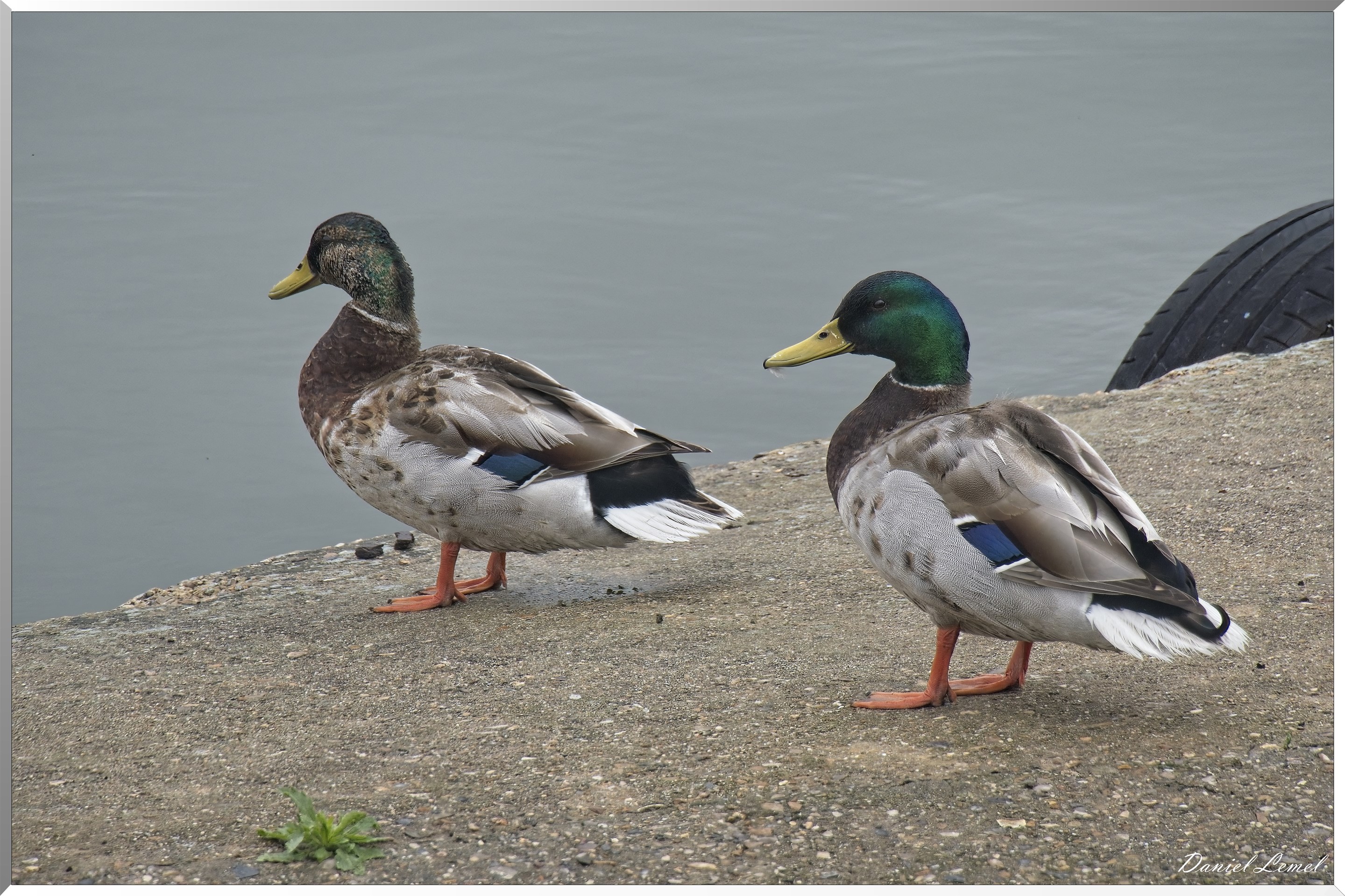 Conflans-Sainte-Honorine