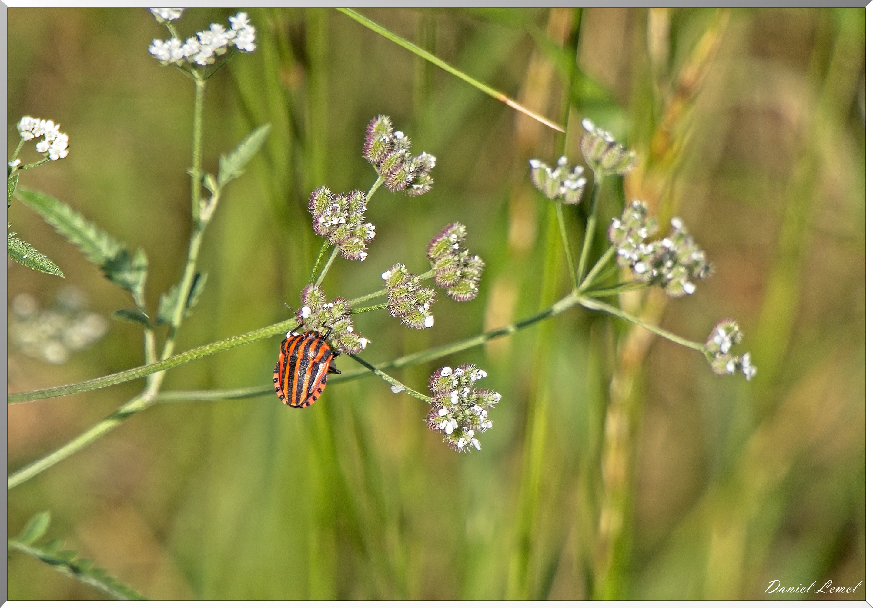 Ste-Geneviève-lès-Gasny