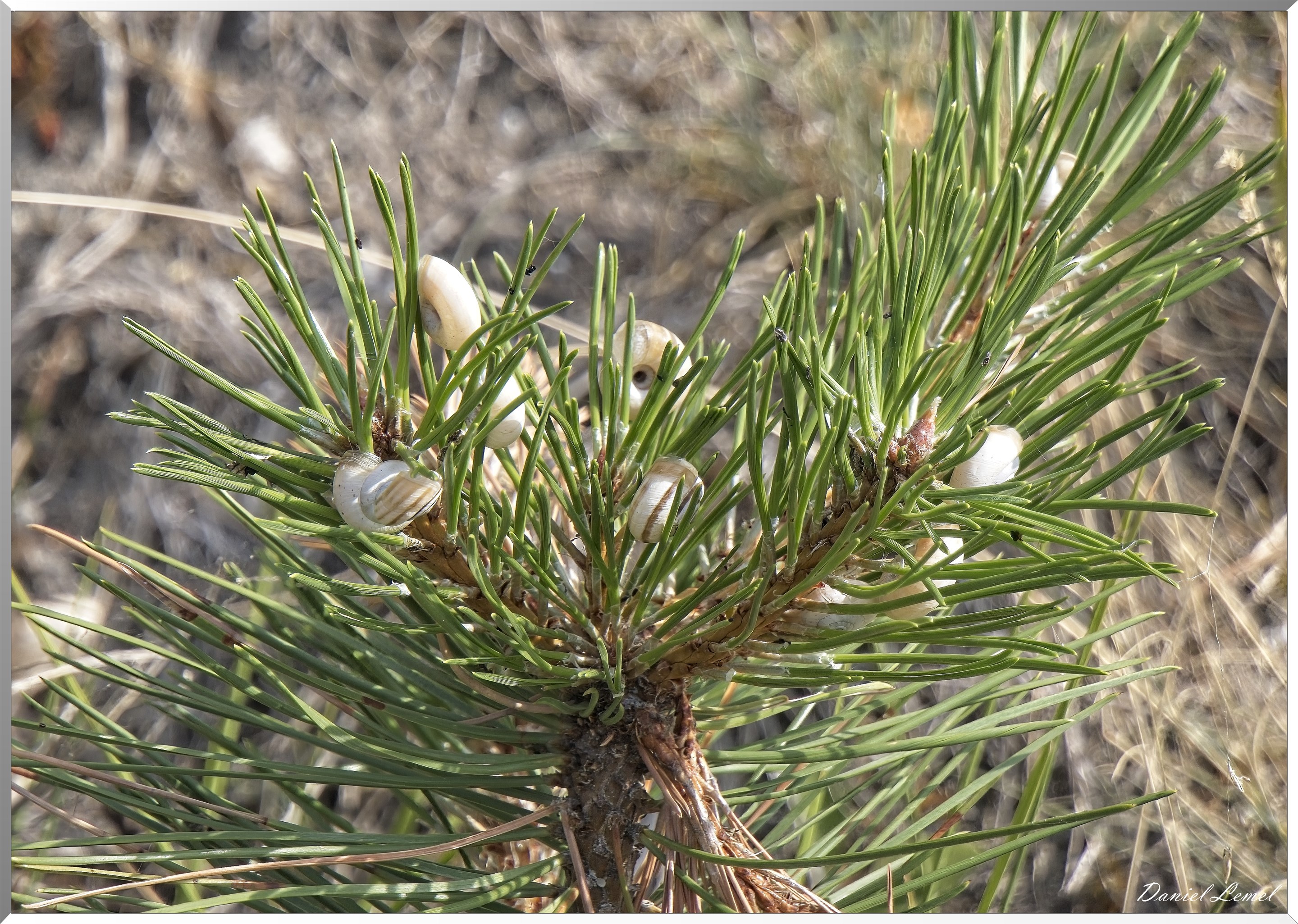Ste-Geneviève-lès-Gasny