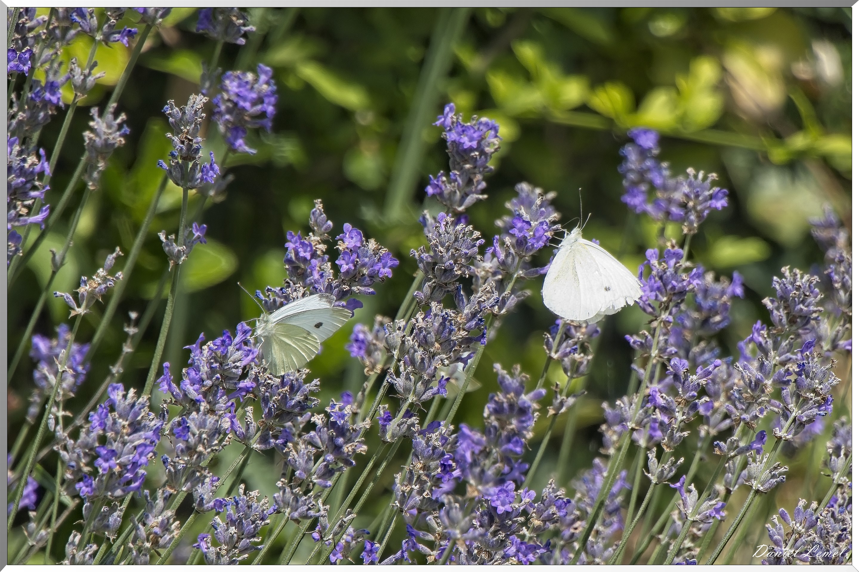 Ste-Geneviève-lès-Gasny