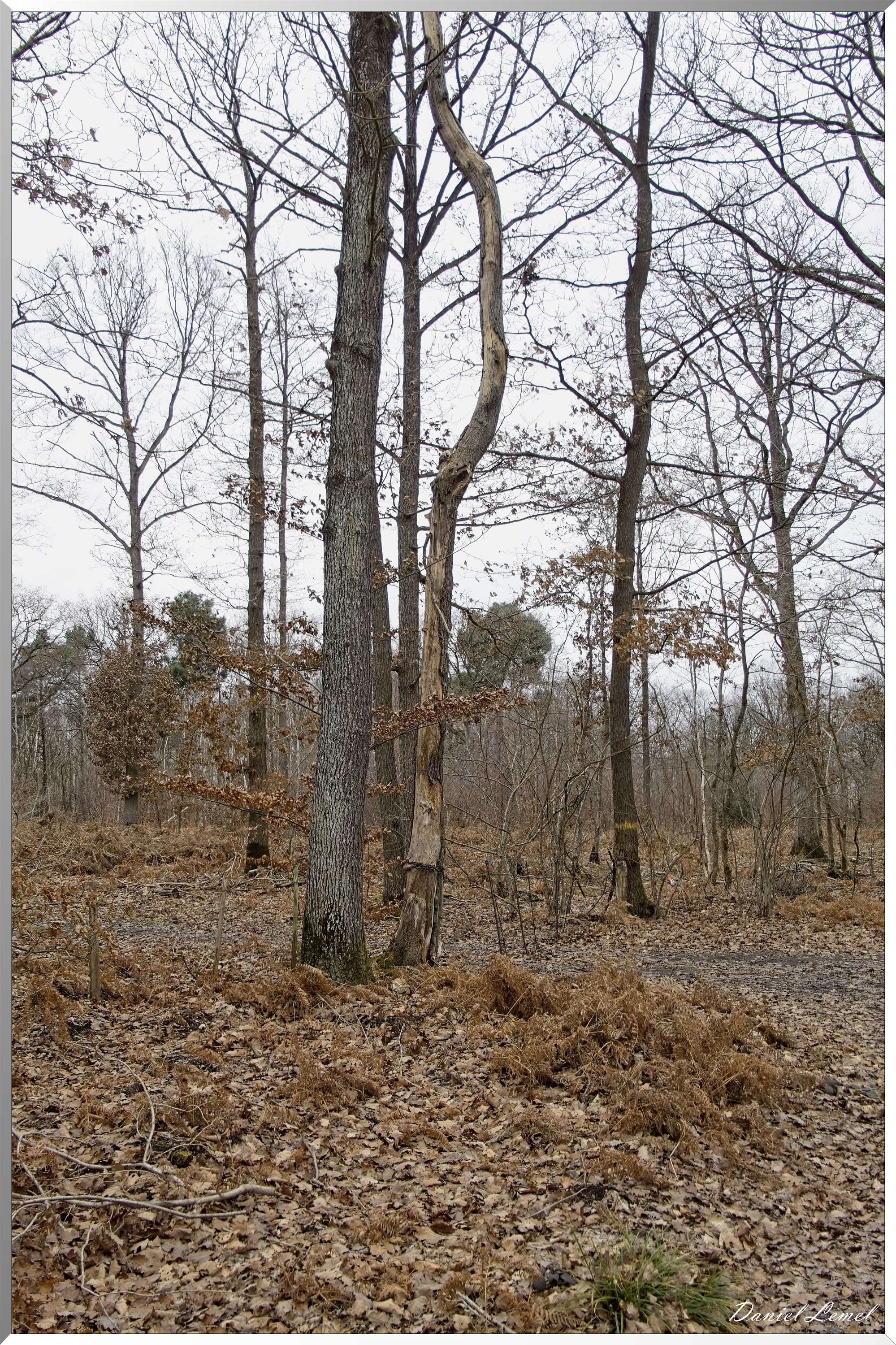 La-Chapelle-Réanville