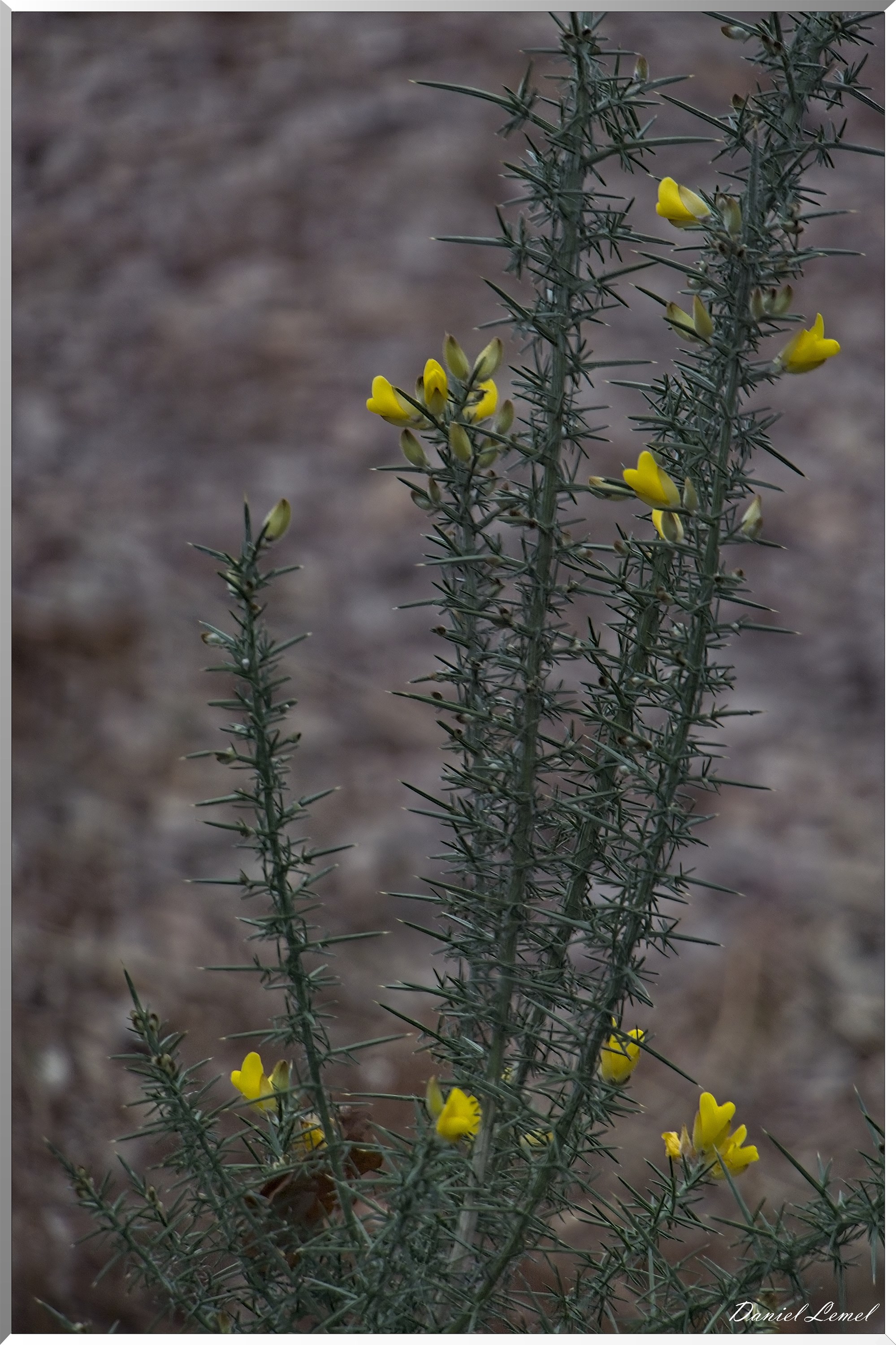 La-Chapelle-Réanville