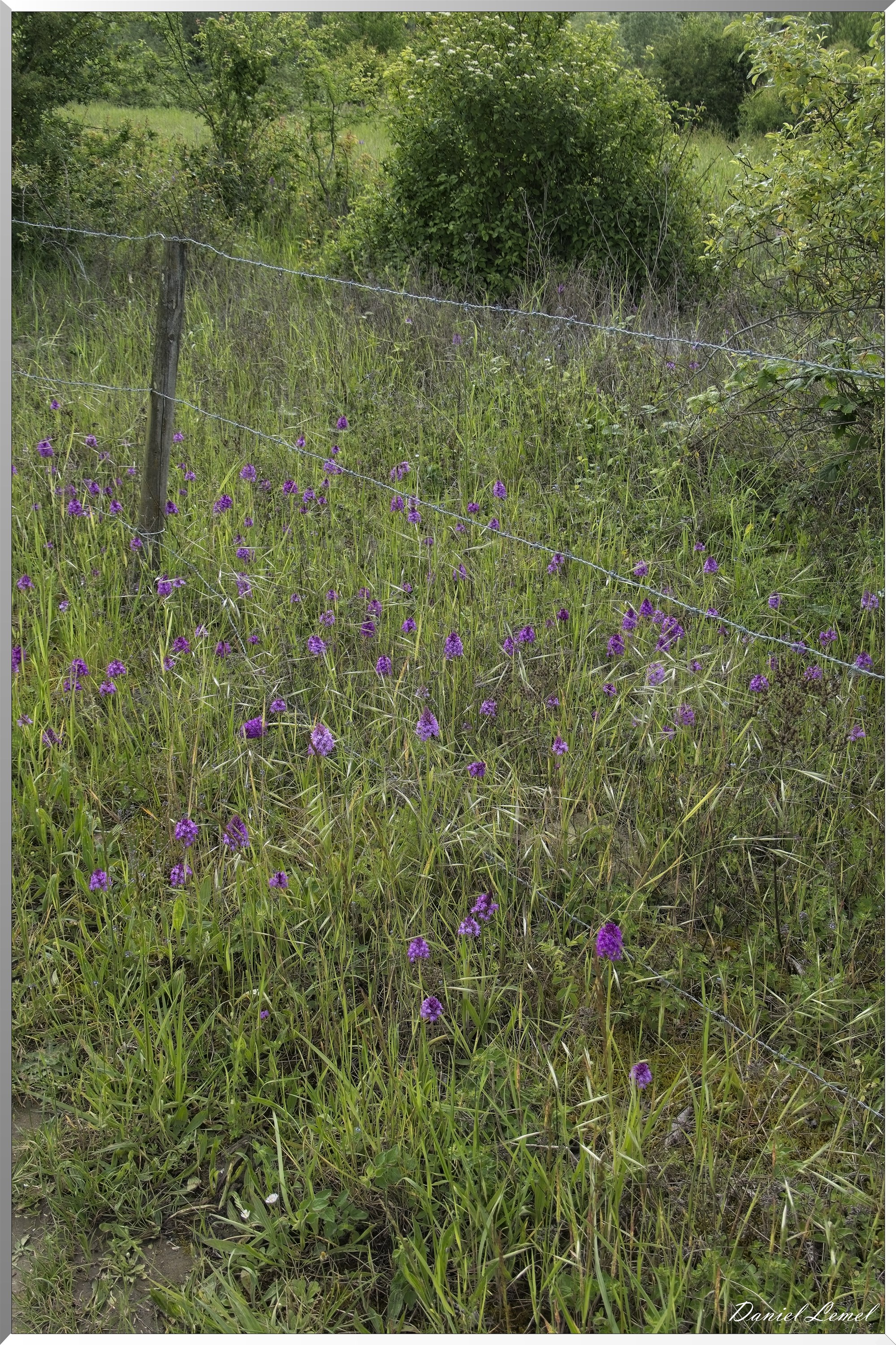 Notre-Dame-de-l'Isle