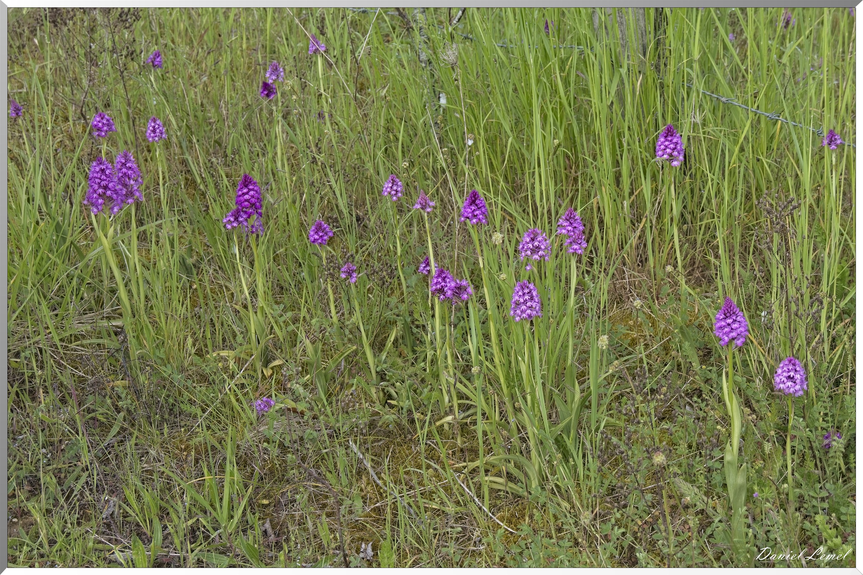 Notre-Dame-de-l'Isle