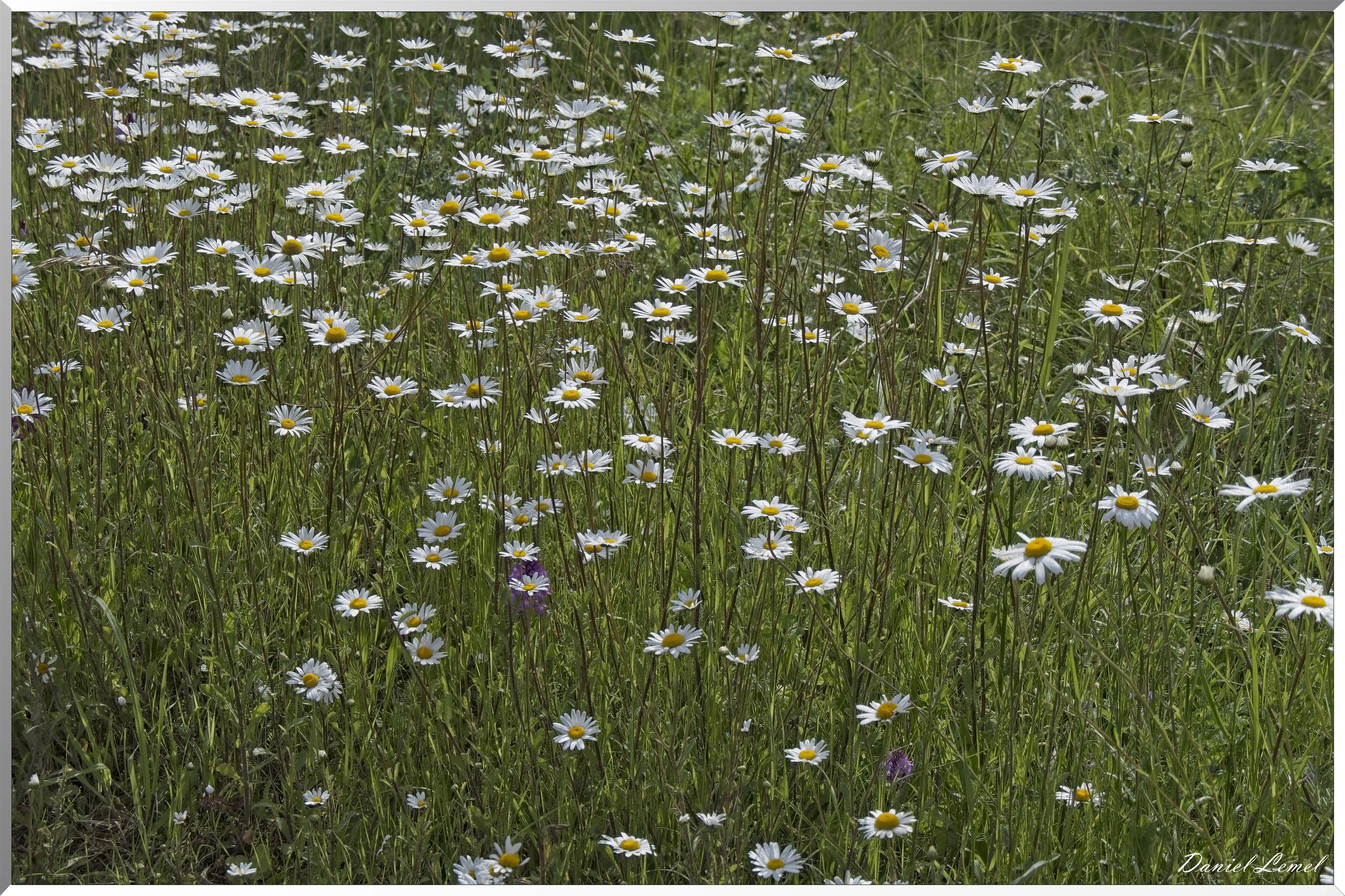 Notre-Dame-de-l'Isle