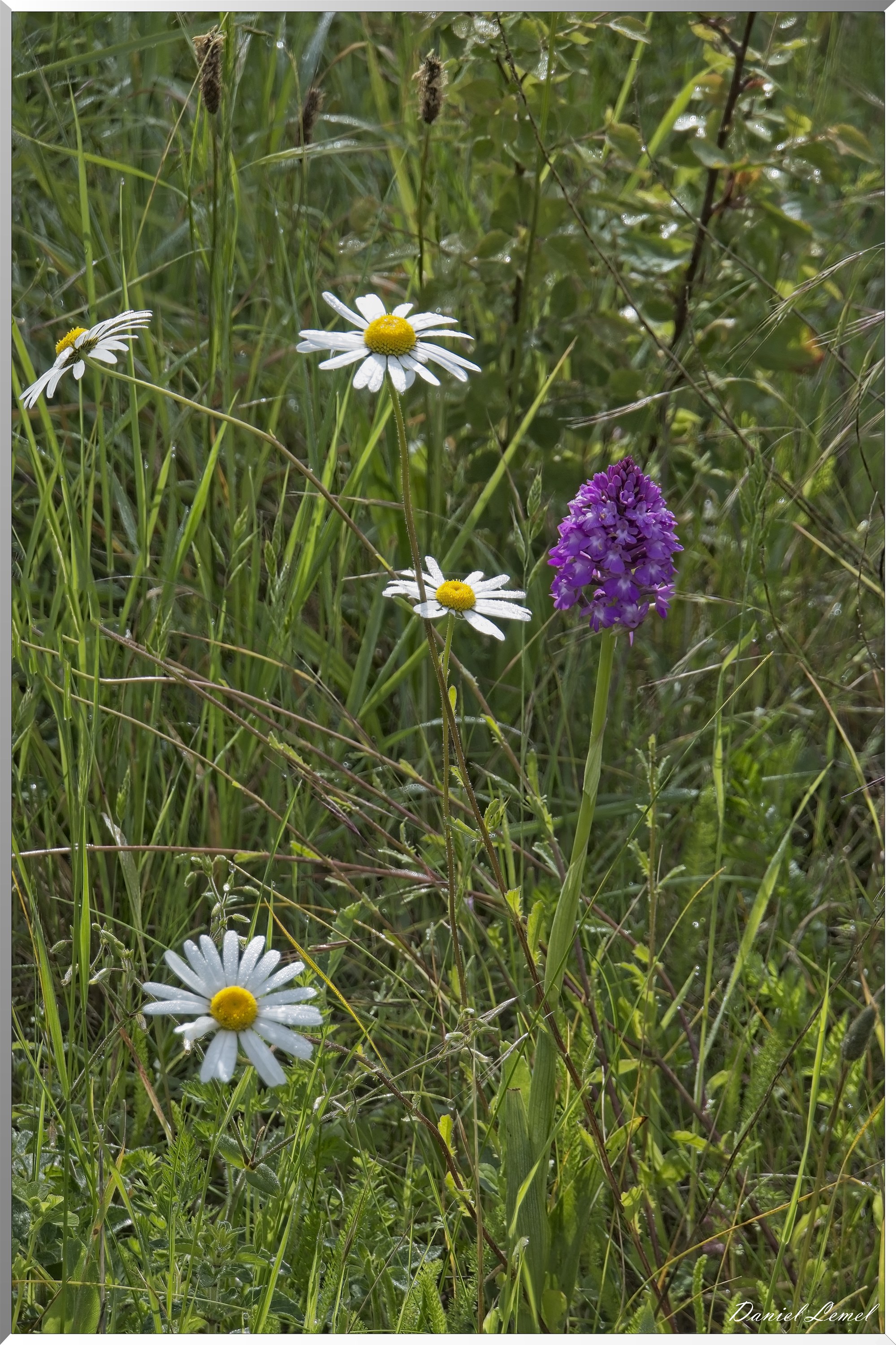 Notre-Dame-de-l'Isle