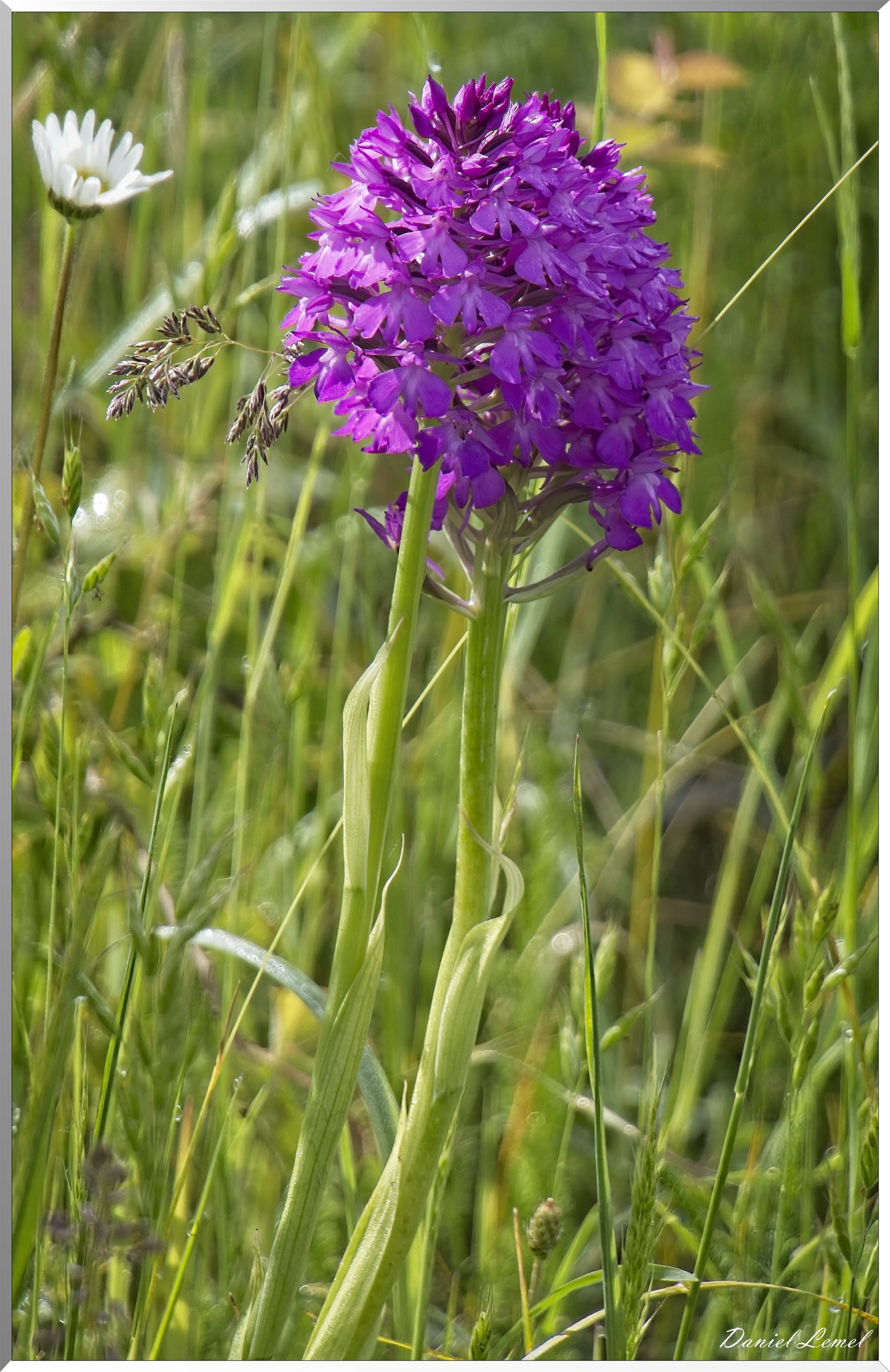 Notre-Dame-de-l'Isle