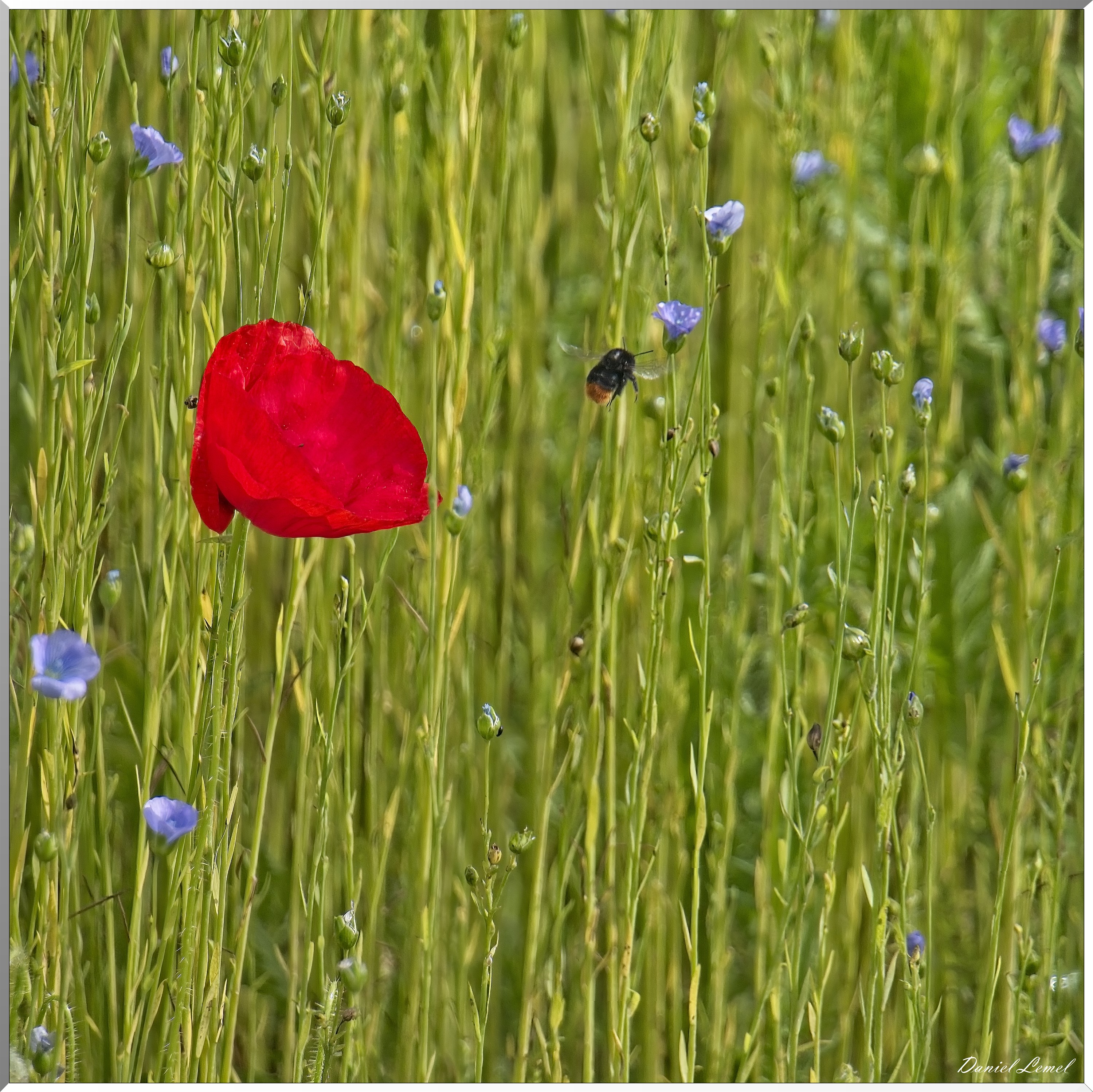 Notre-Dame-de-l'Isle