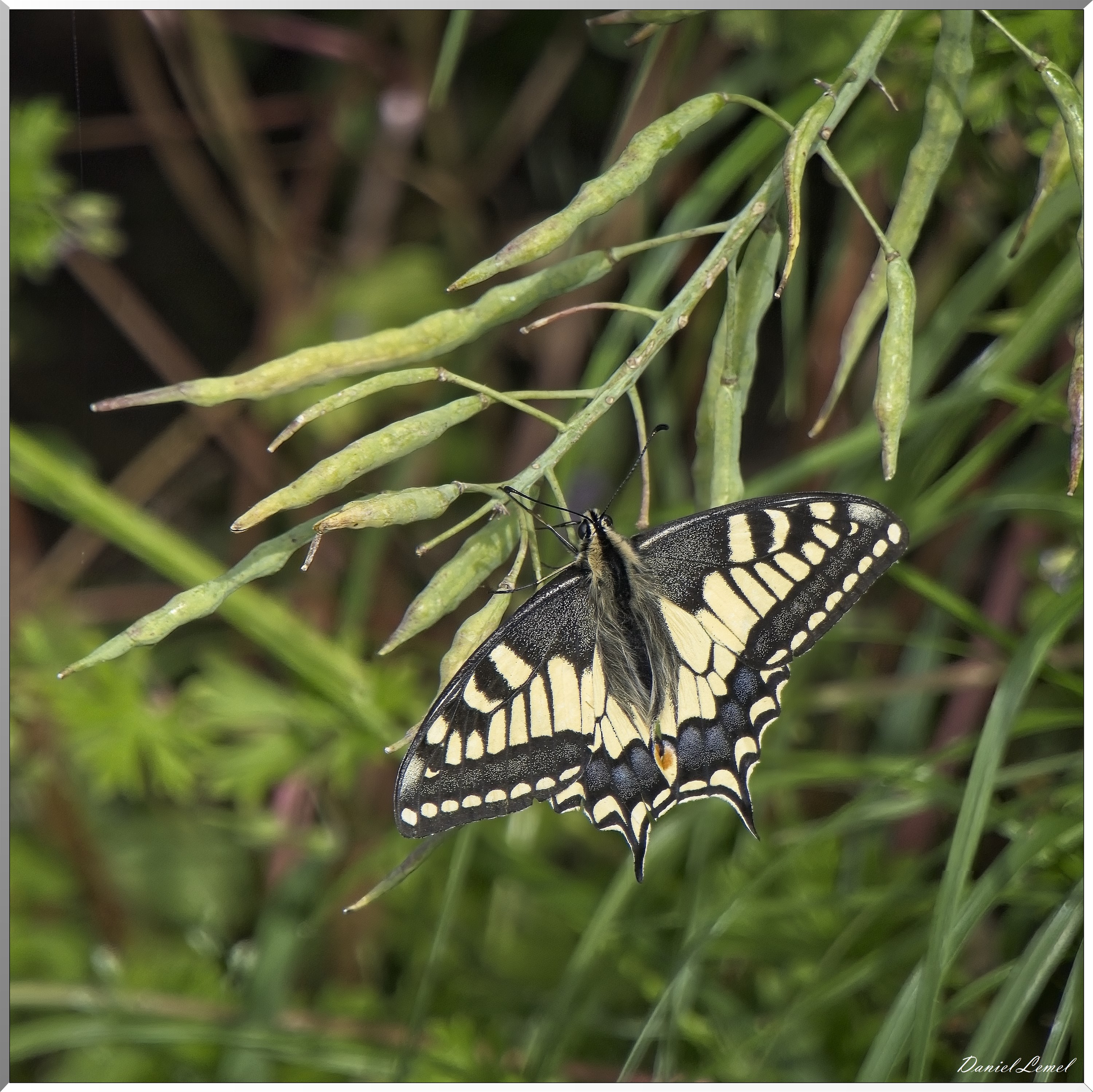 Notre-Dame-de-l'Isle