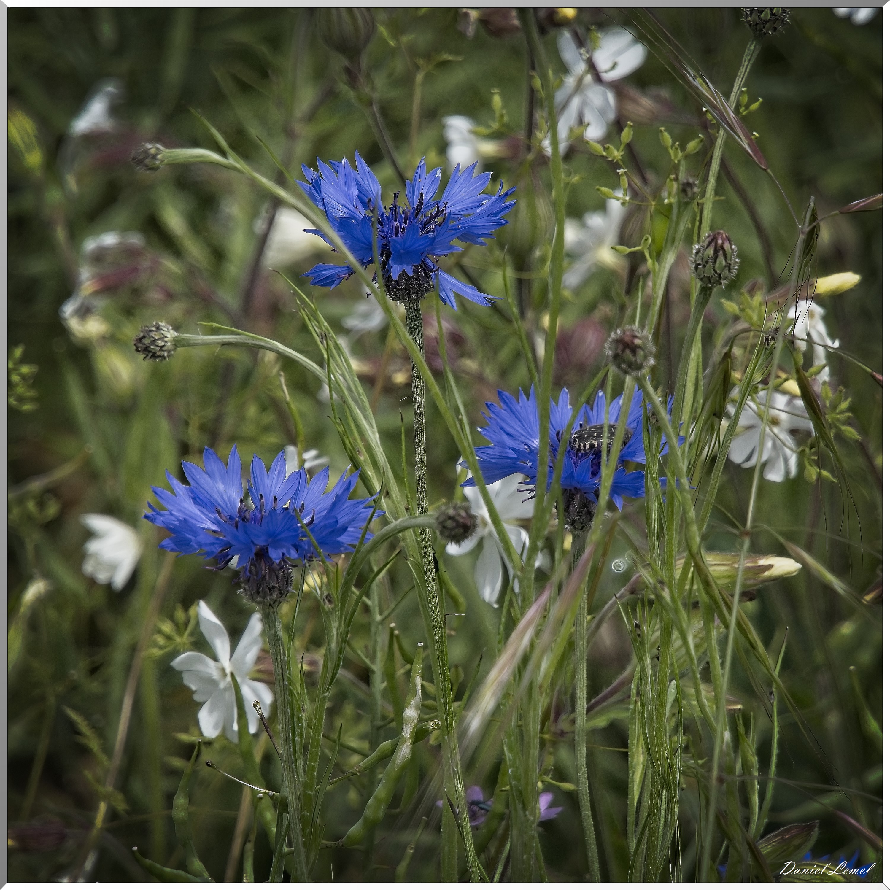 Notre-Dame-de-l'Isle