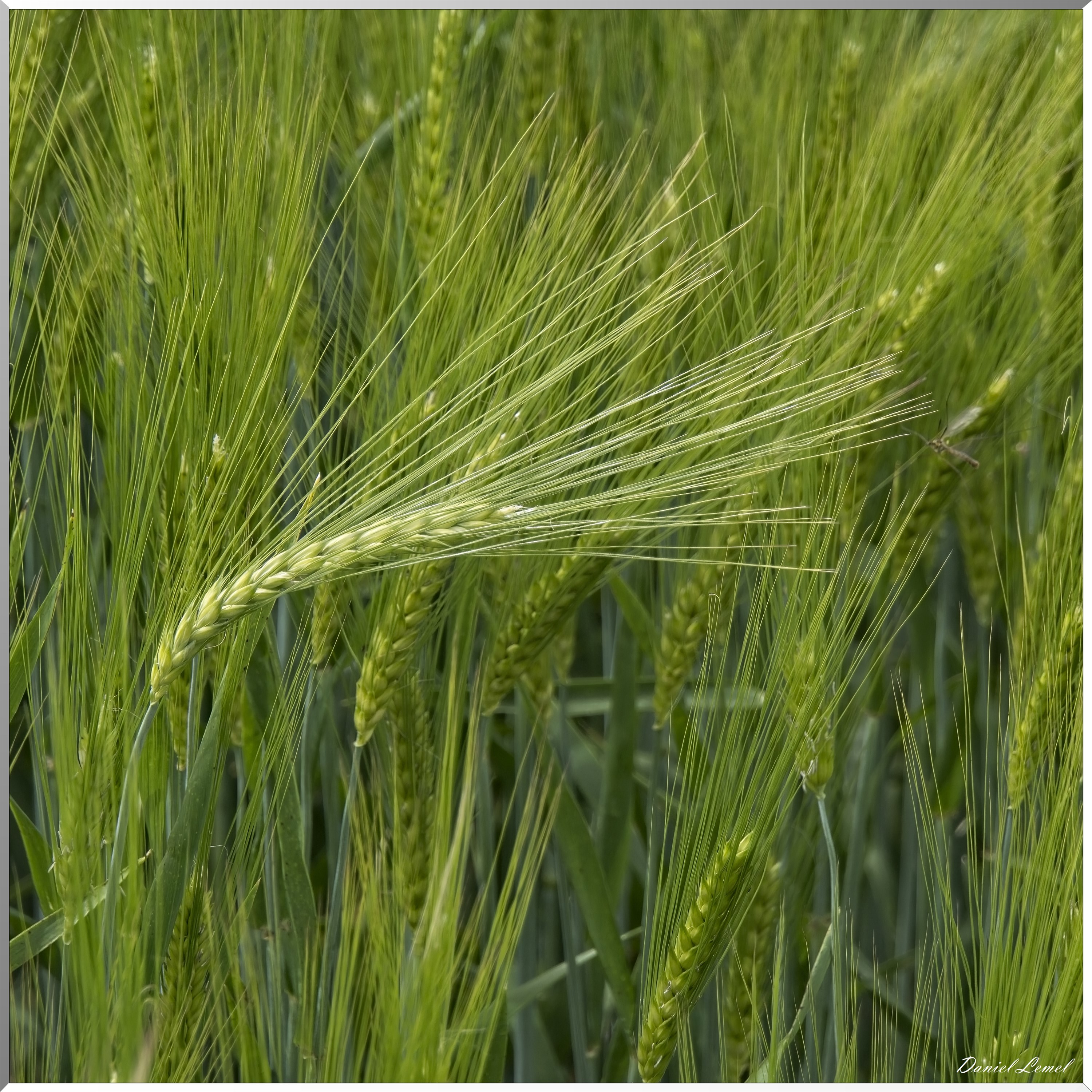 Notre-Dame-de-l'Isle