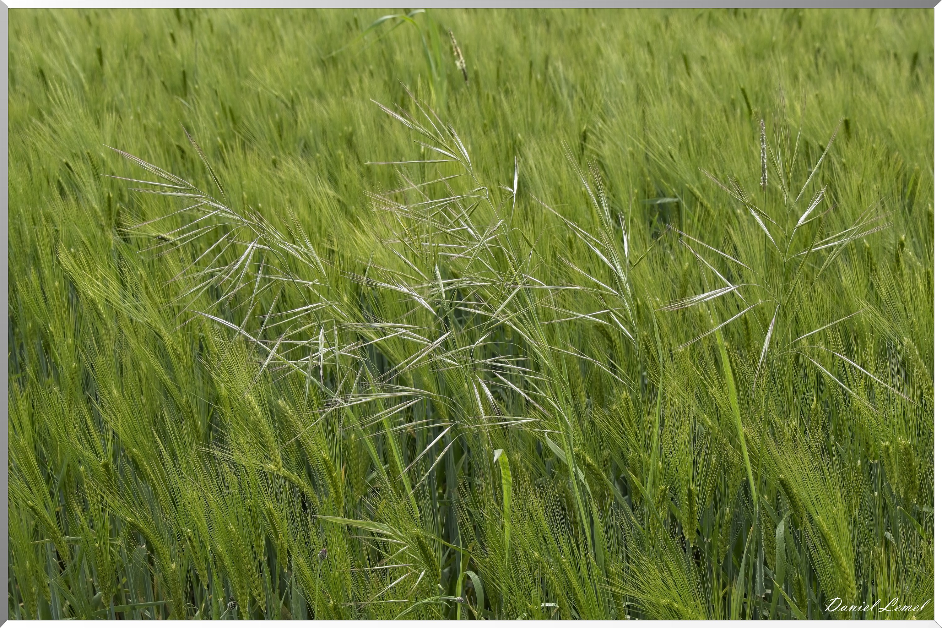 Notre-Dame-de-l'Isle