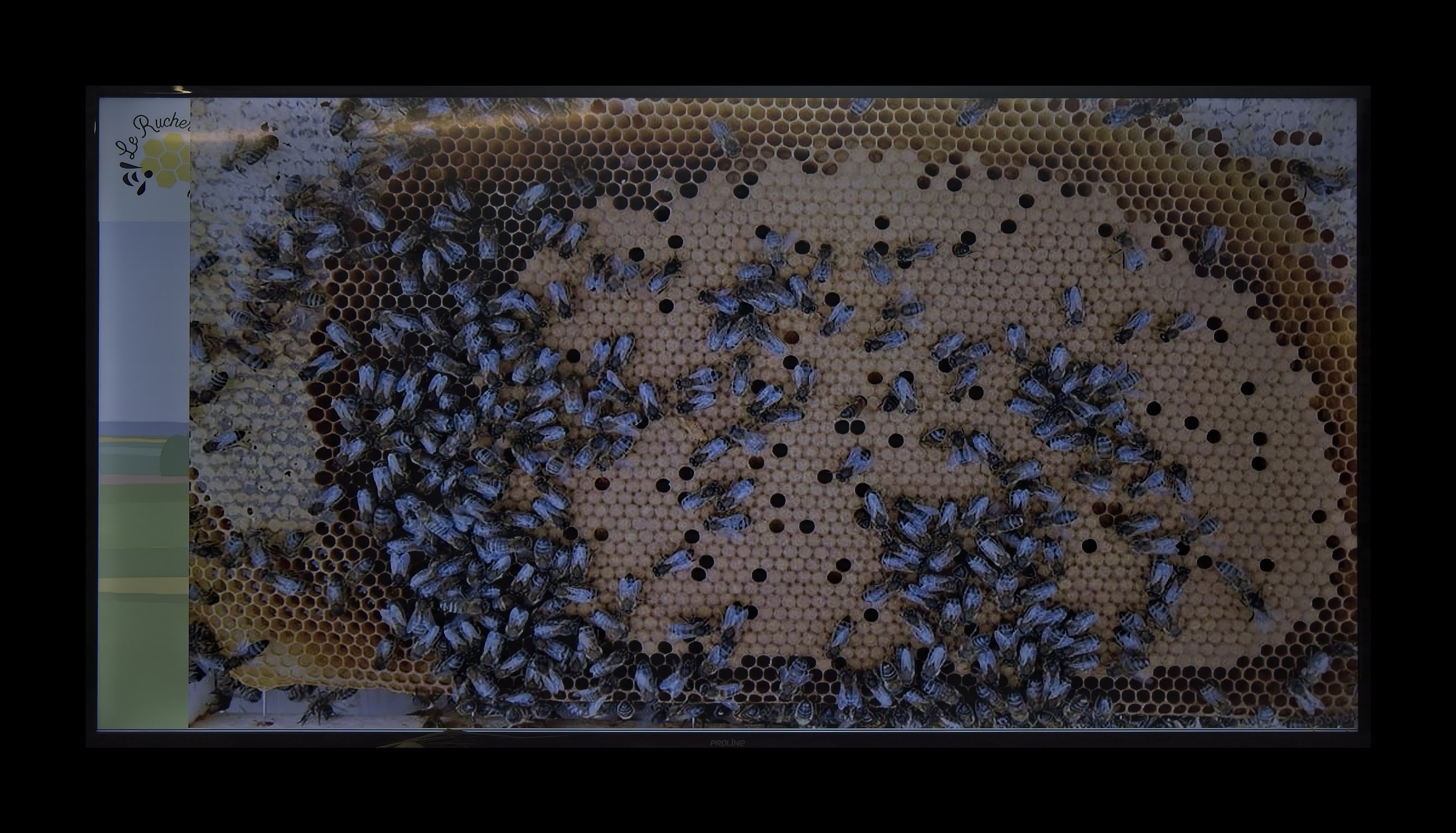 Visite du Rucher de Cantiers