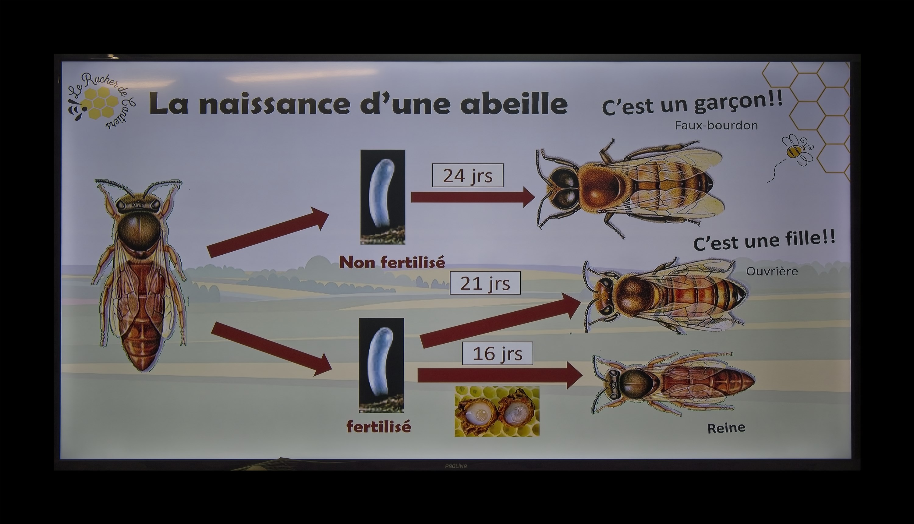 Visite du Rucher de Cantiers