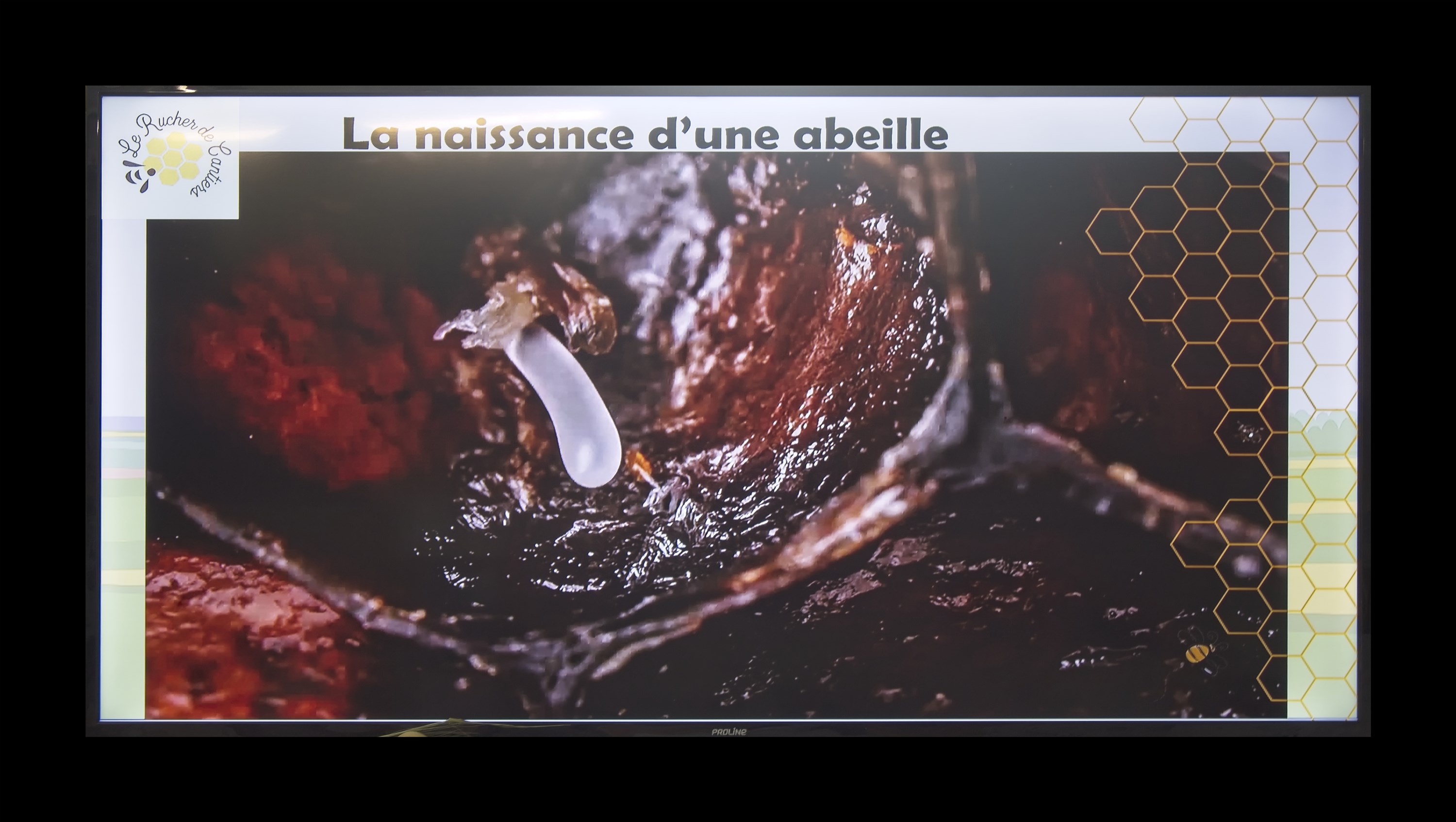 Visite du Rucher de Cantiers