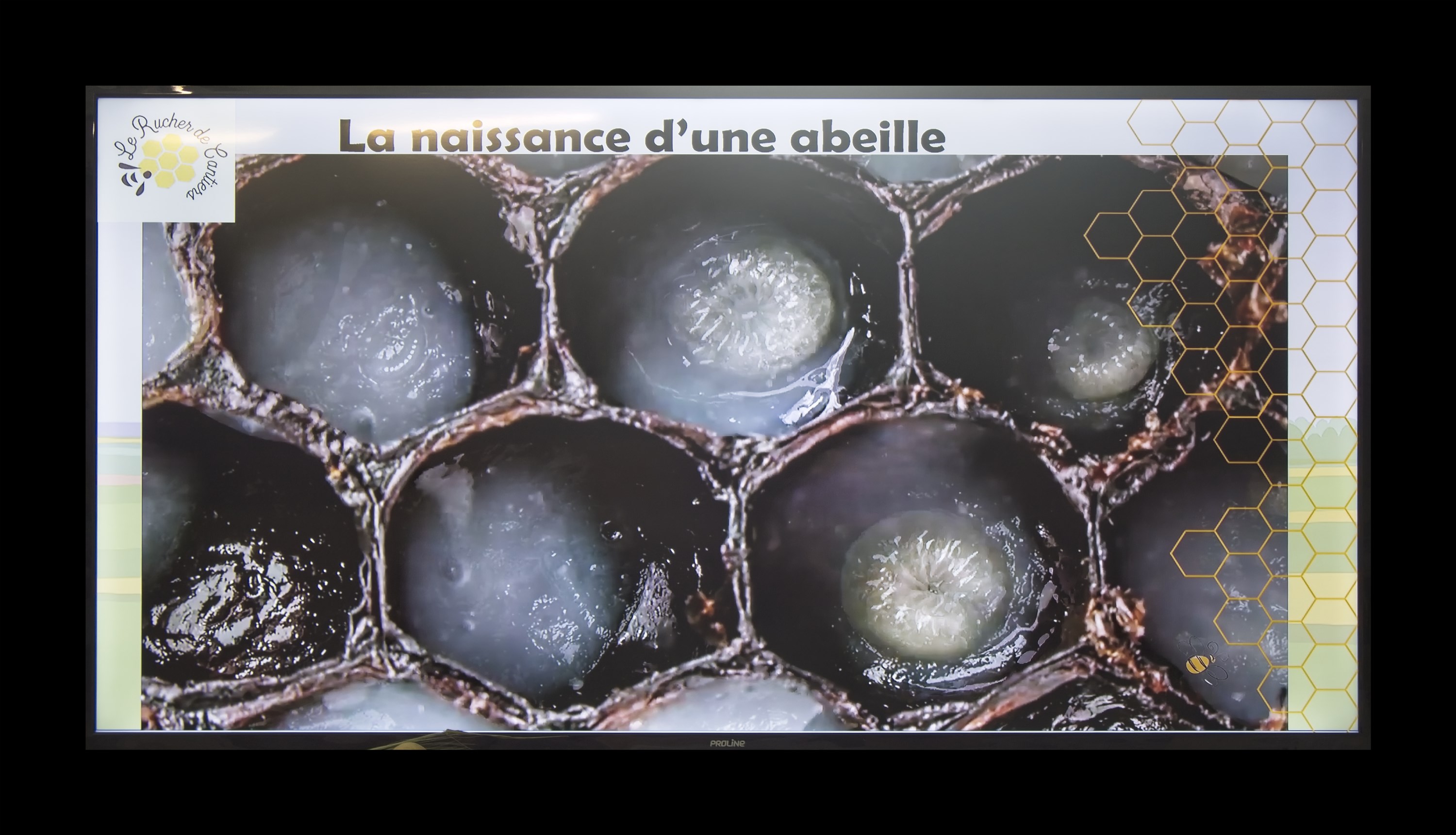 Visite du Rucher de Cantiers