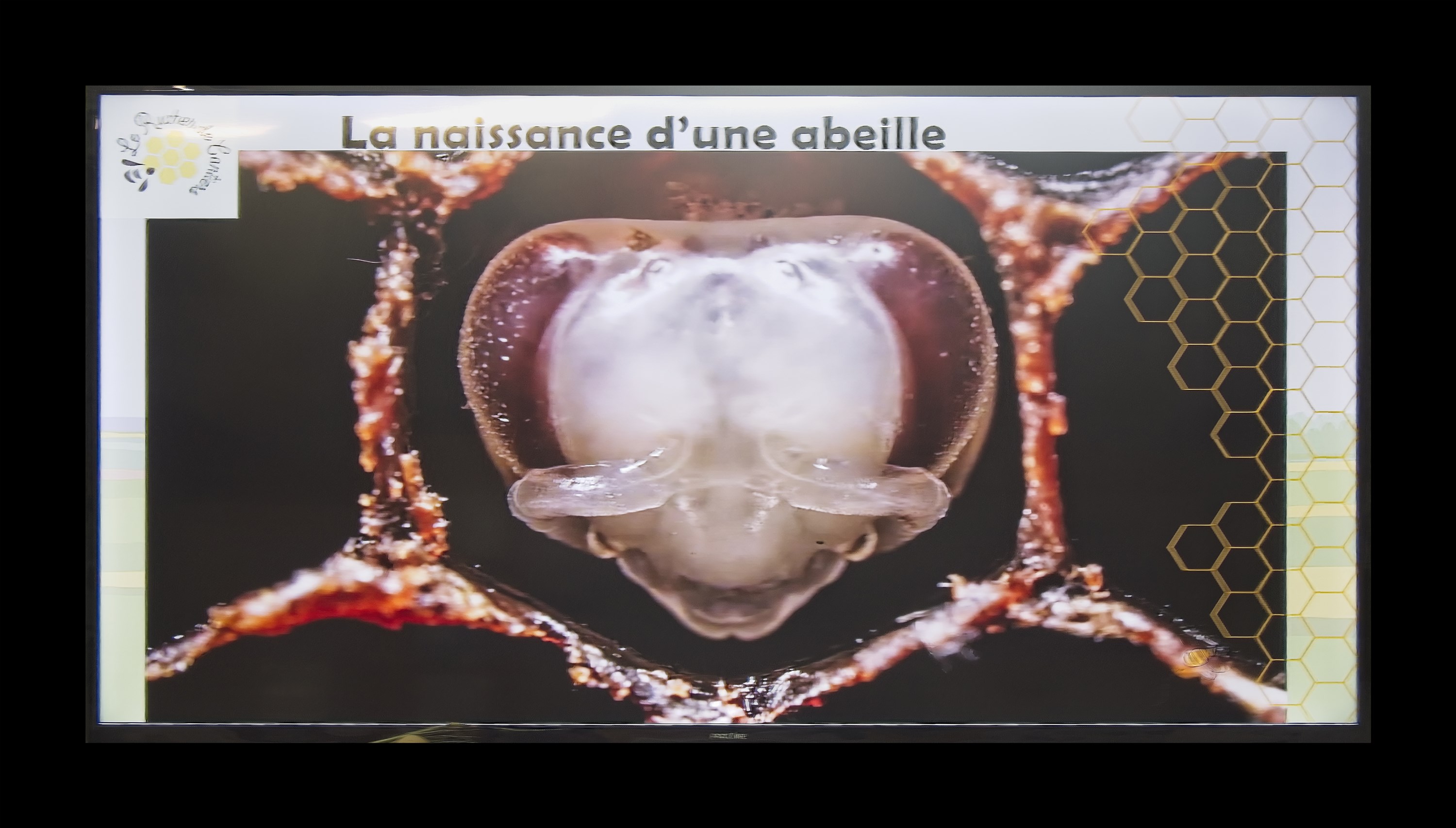 Visite du Rucher de Cantiers