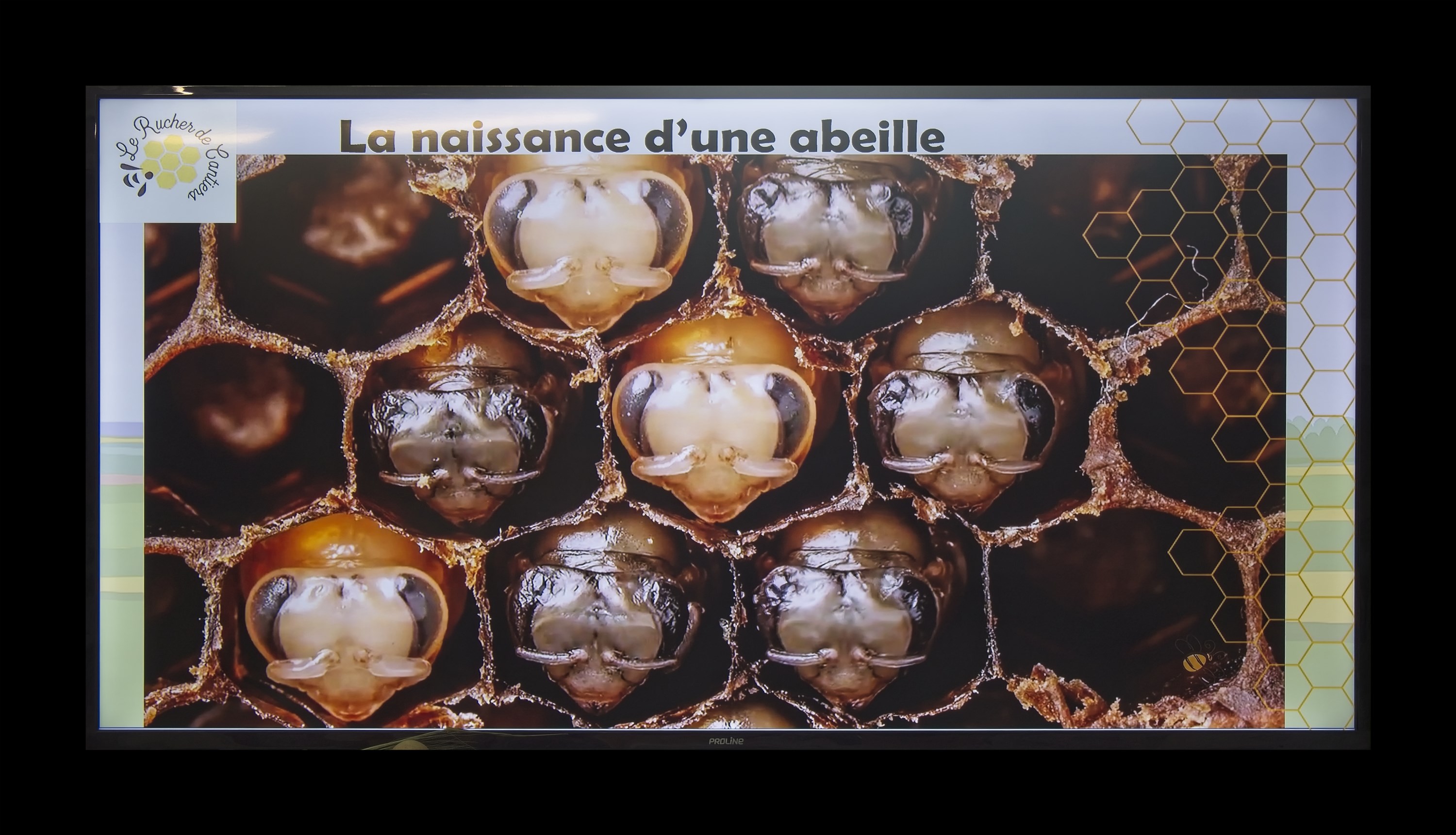 Visite du Rucher de Cantiers