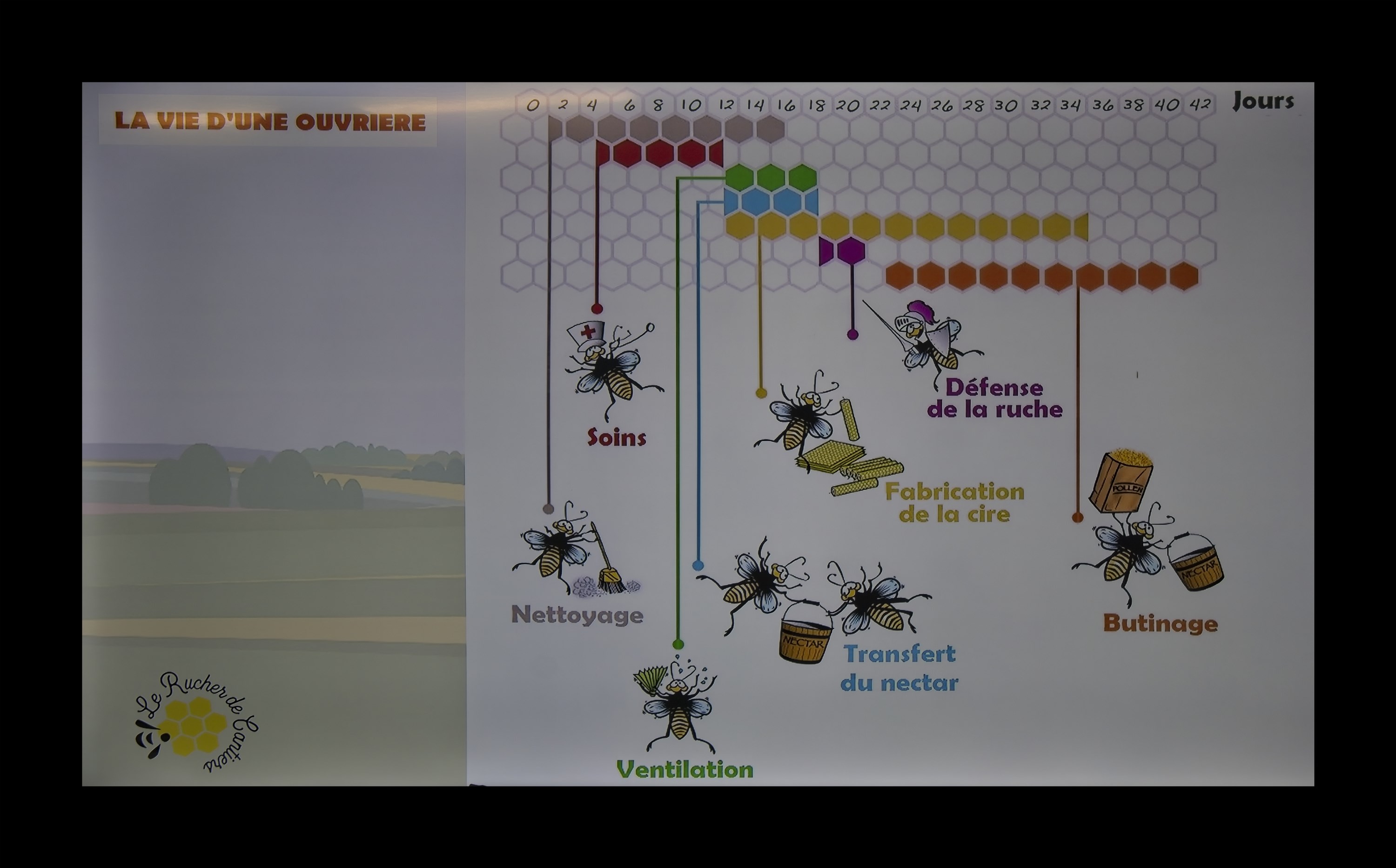 Visite du Rucher de Cantiers
