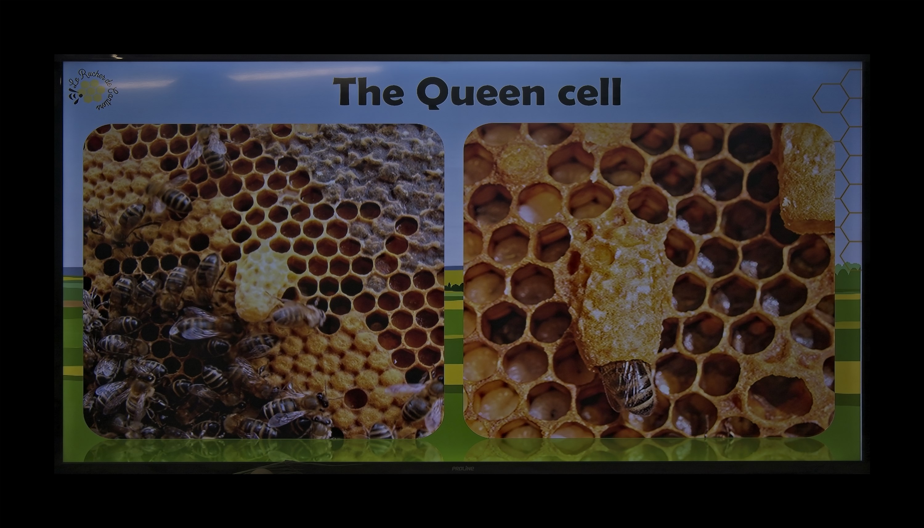 Visite du Rucher de Cantiers