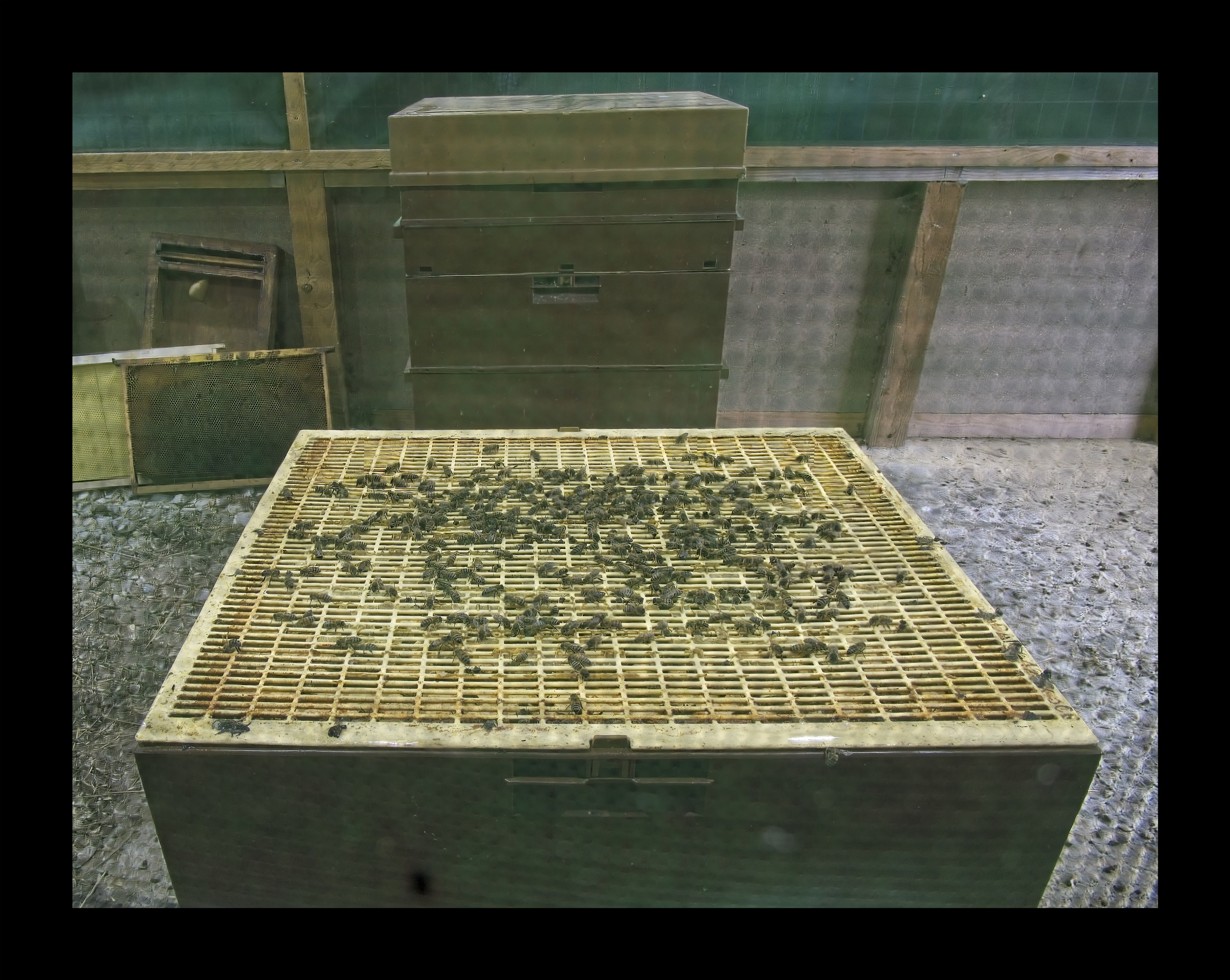 Visite du Rucher de Cantiers