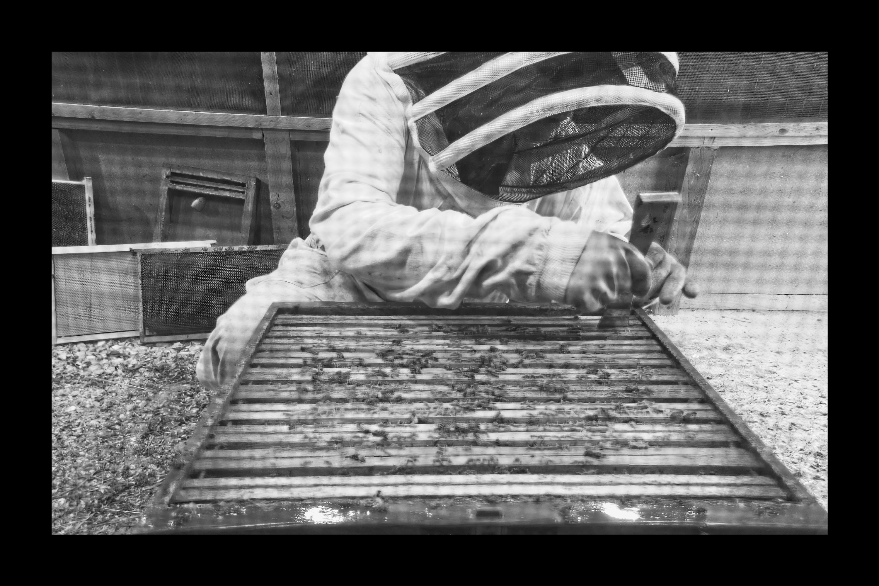 Visite du Rucher de Cantiers