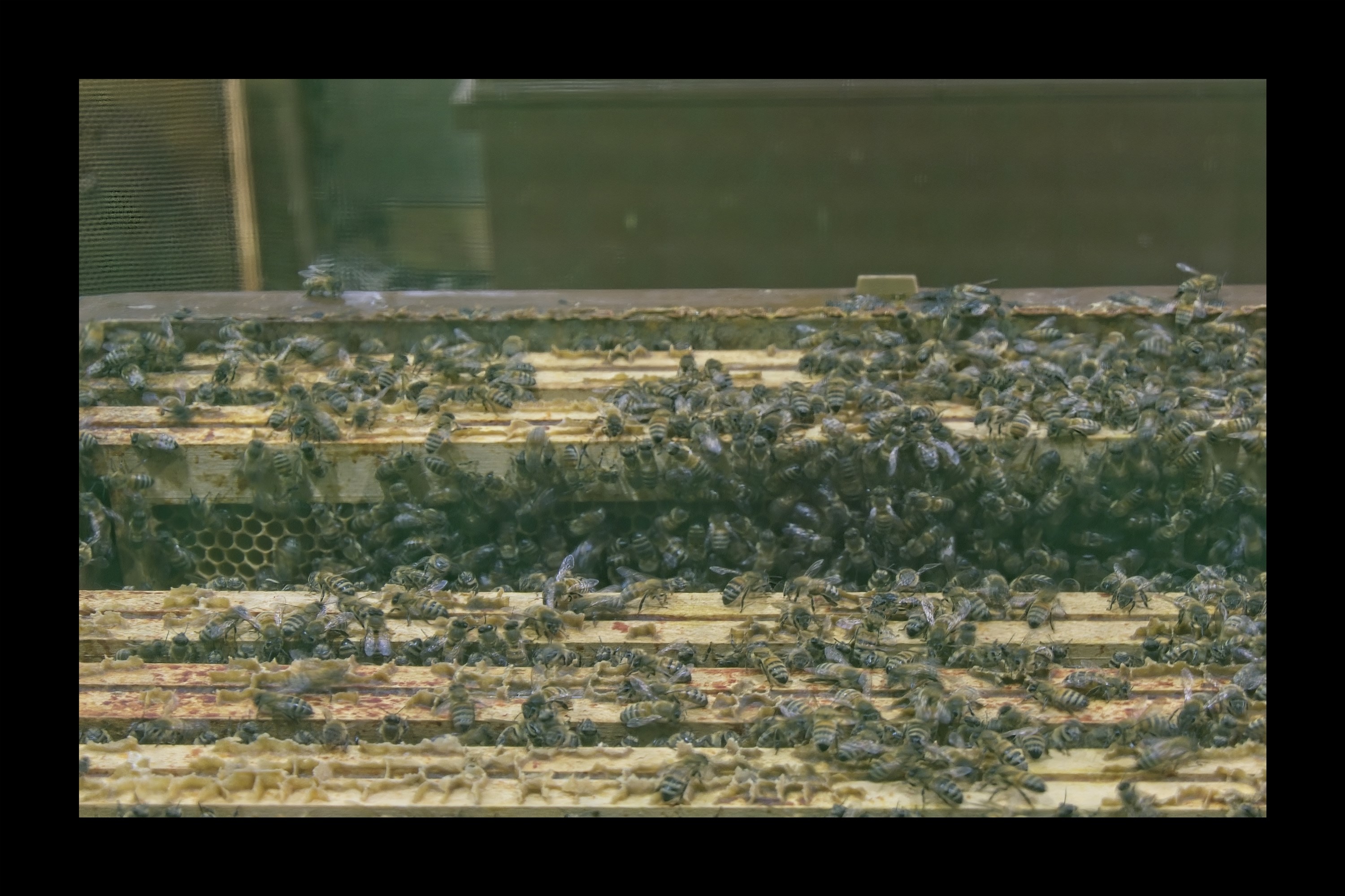 Visite du Rucher de Cantiers