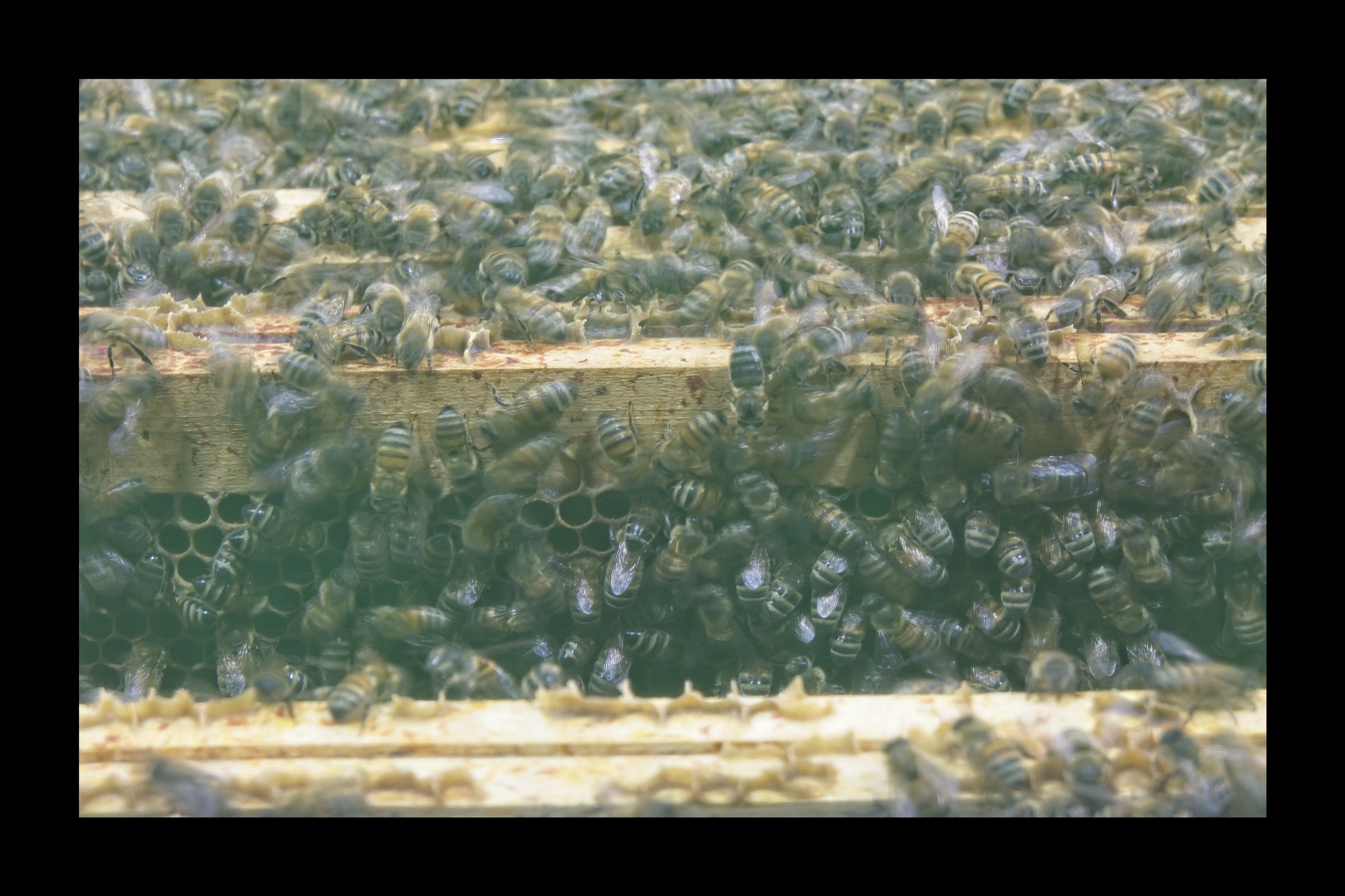 Visite du Rucher de Cantiers