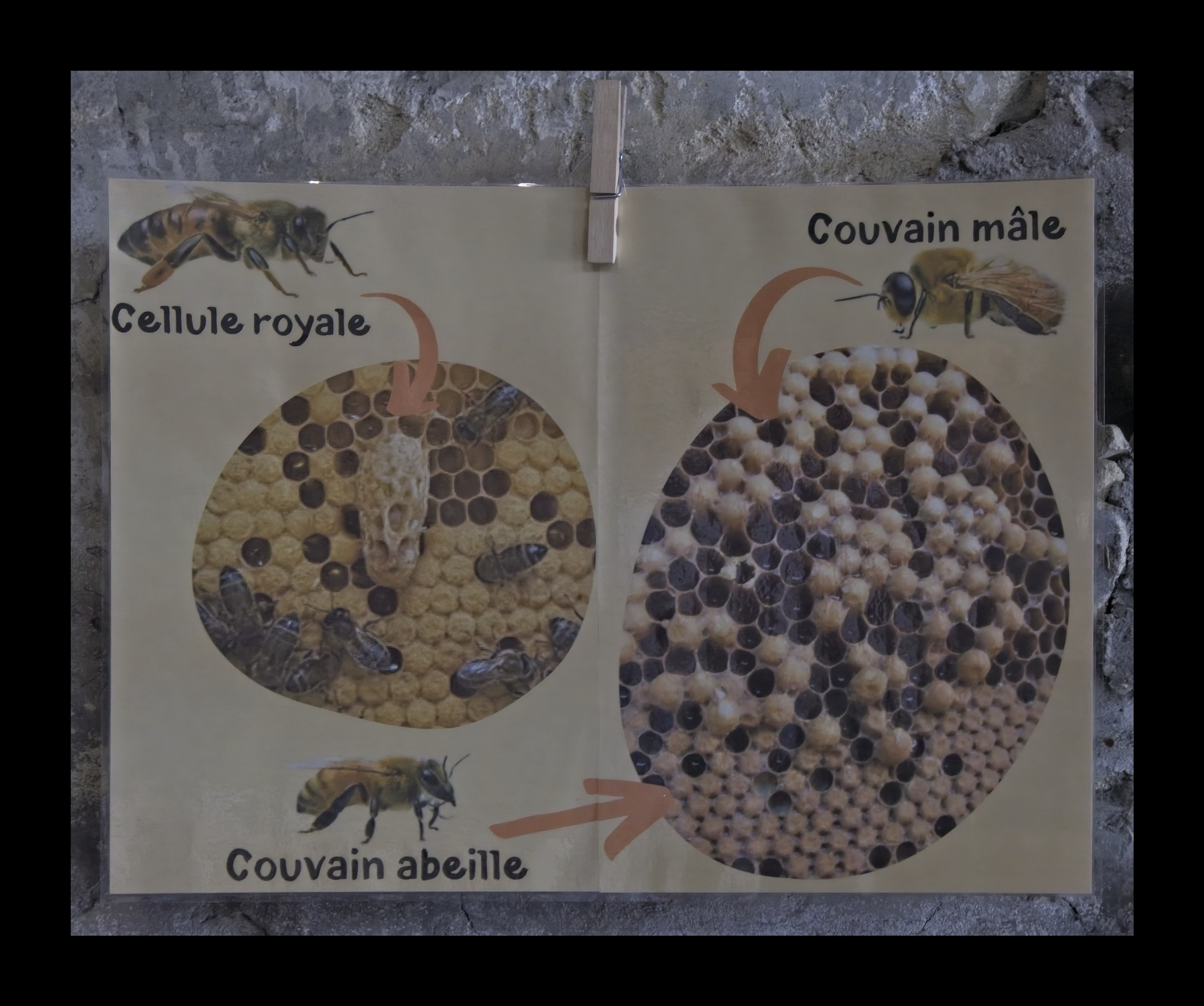 Visite du Rucher de Cantiers