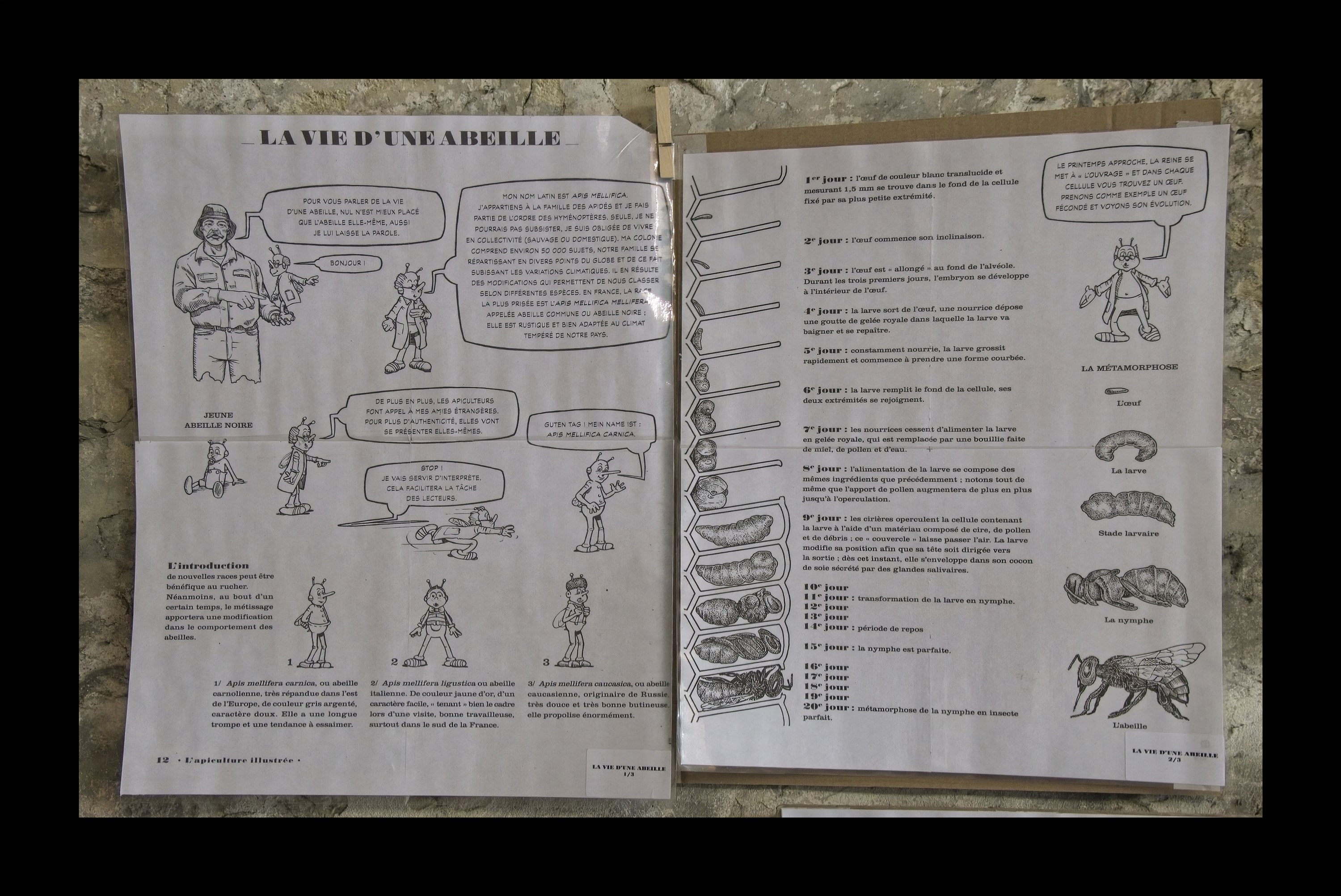 Visite du Rucher de Cantiers