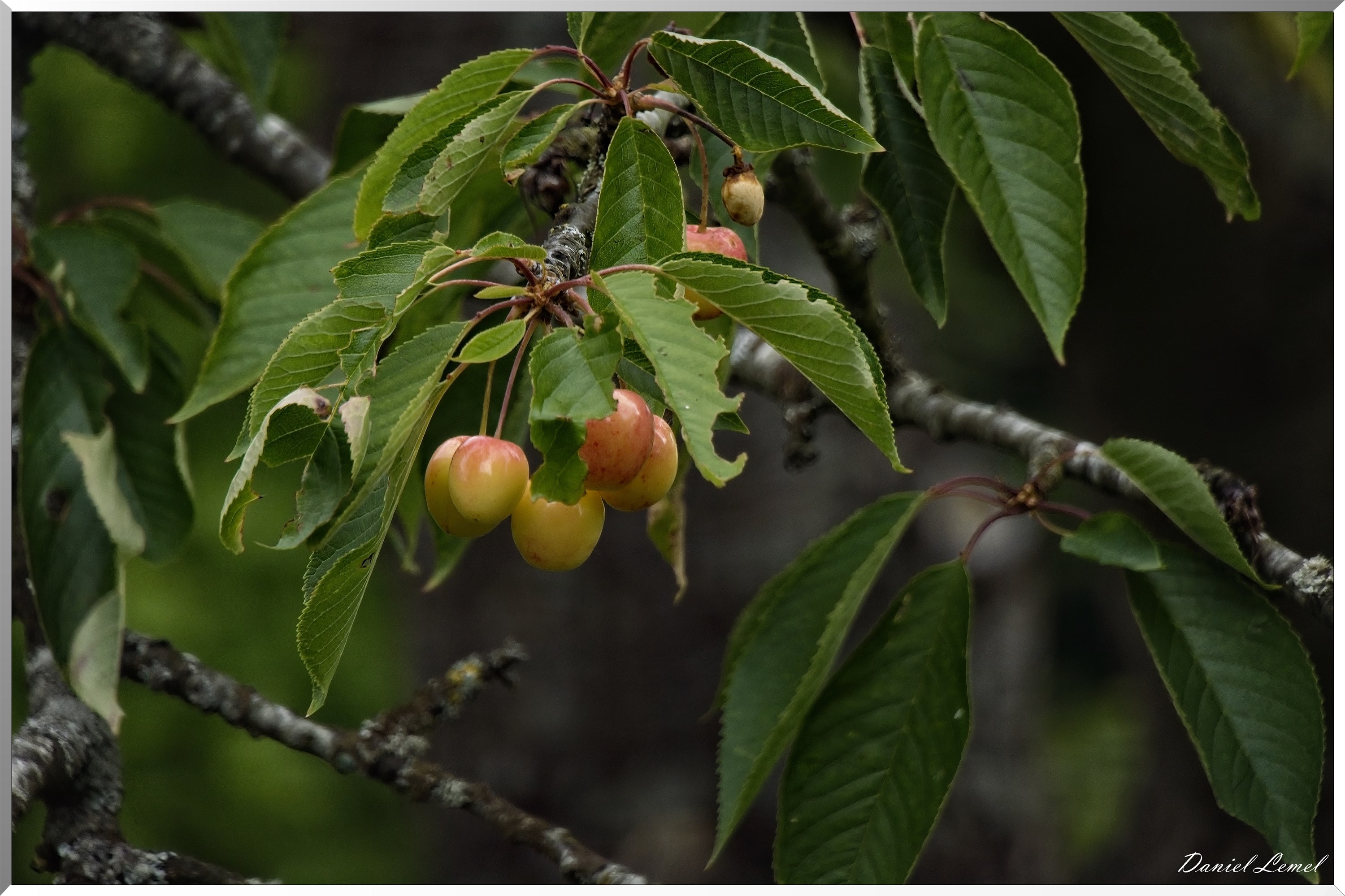 Saint-Etienne-sous-Bailleul