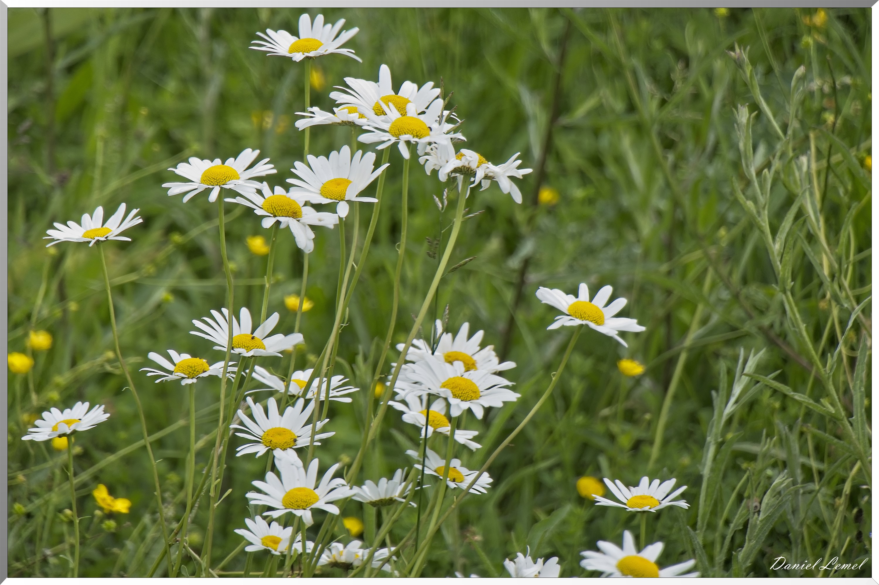 Saint-Etienne-sous-Bailleul