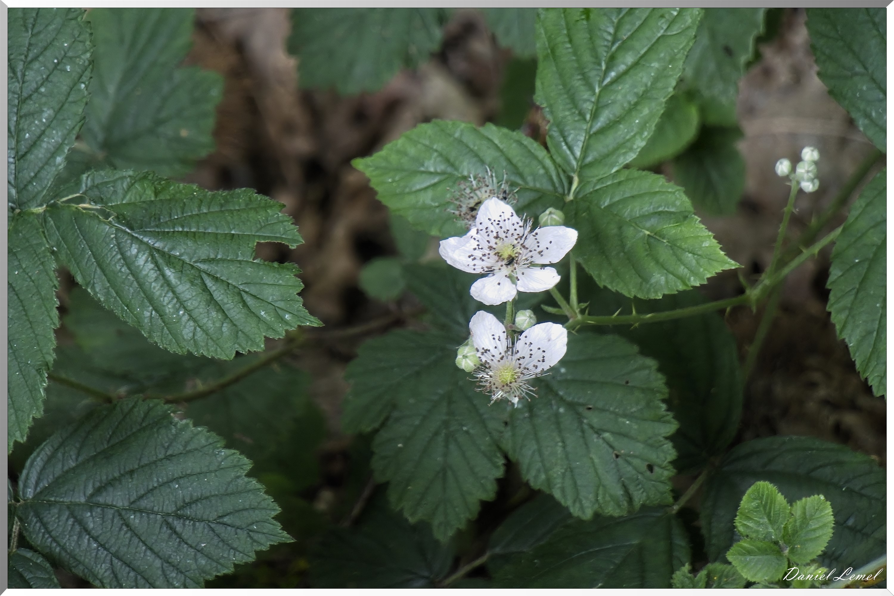 Saint-Etienne-sous-Bailleul