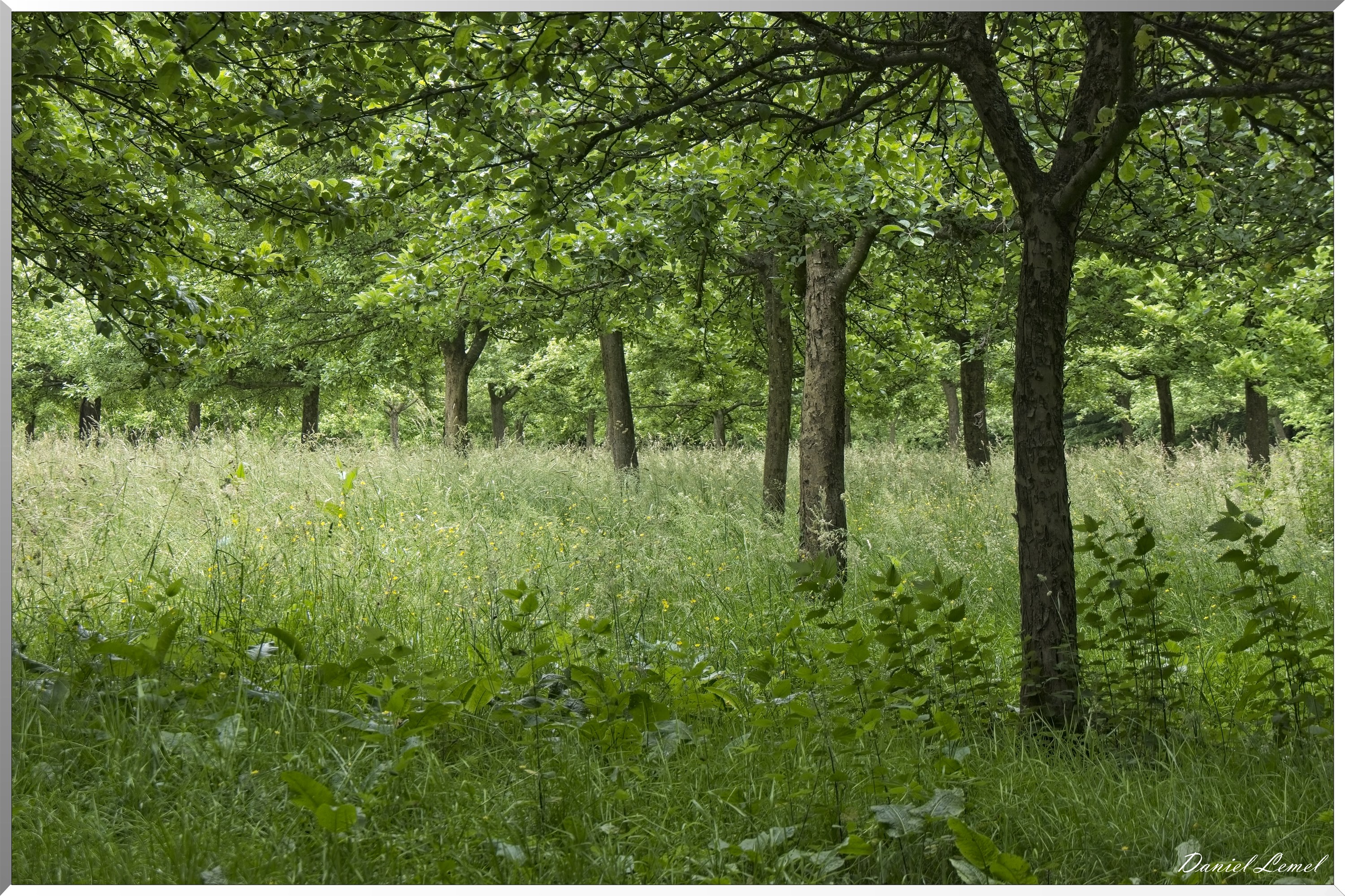 Saint-Etienne-sous-Bailleul