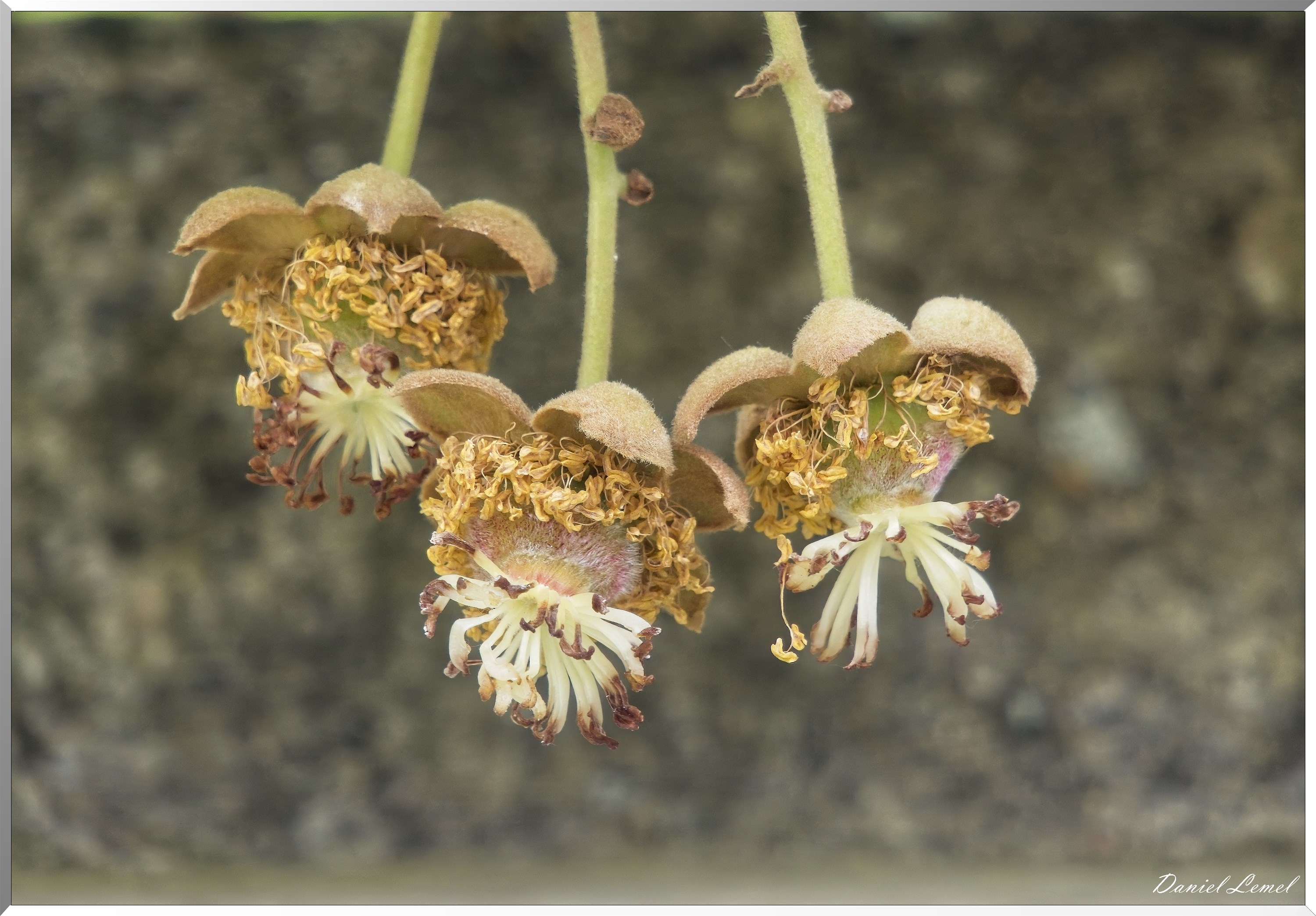Saint-Etienne-sous-Bailleul